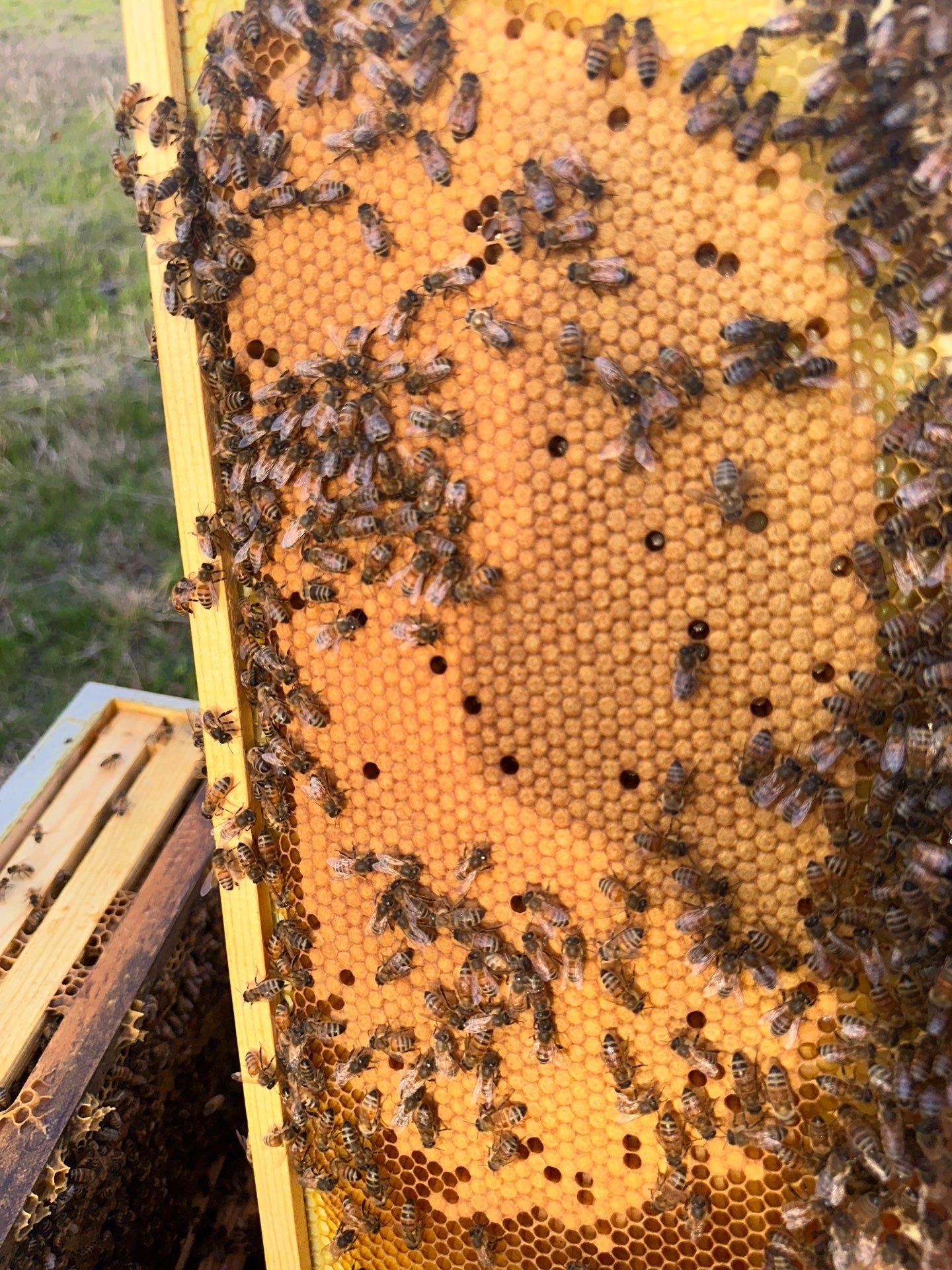 Honey-Maker Apiary in Greenville by Rockwall Honey Bee Company