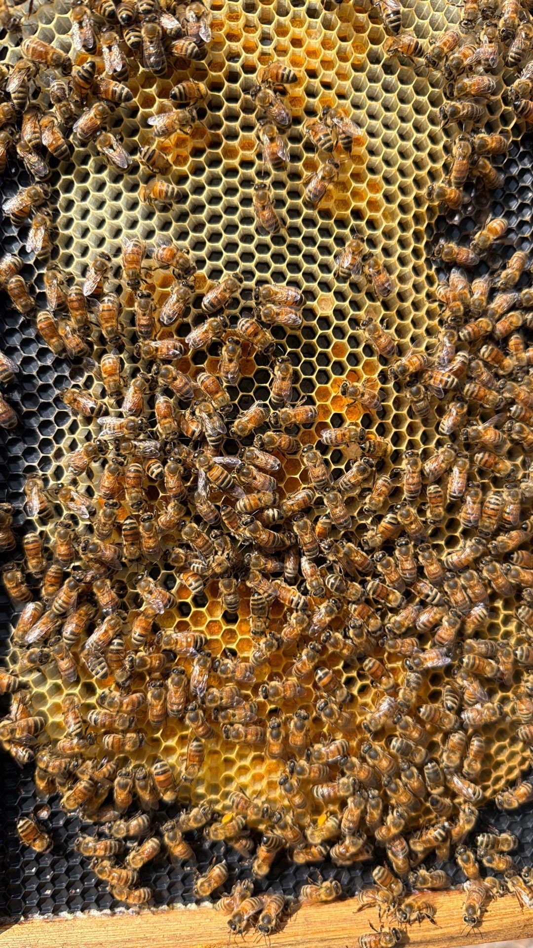 Apartment Retreat for Honey Bees in Garland by Rockwall Honey Bee Company