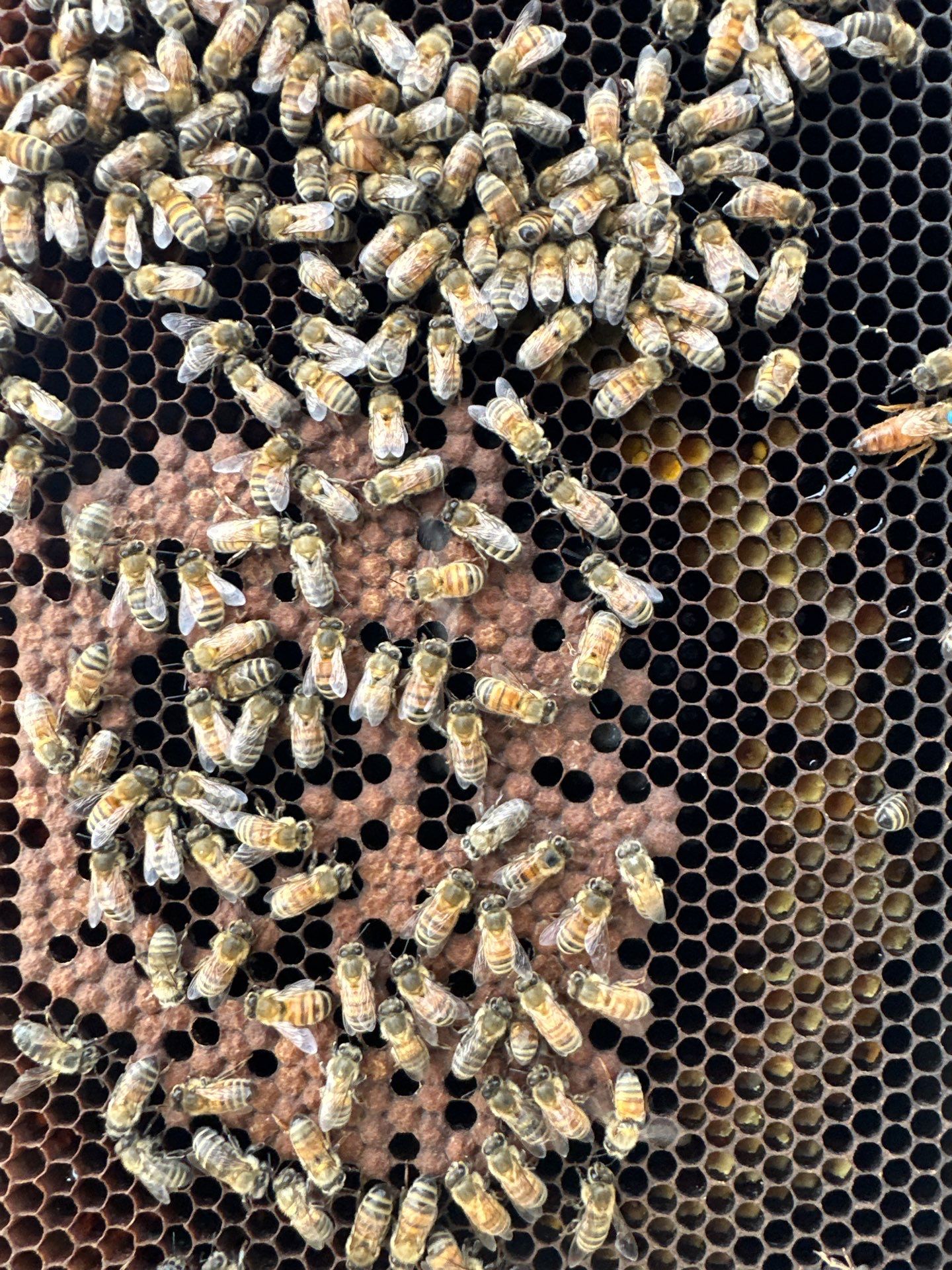 Bees at the Bank! by Rockwall Honey Bee Company