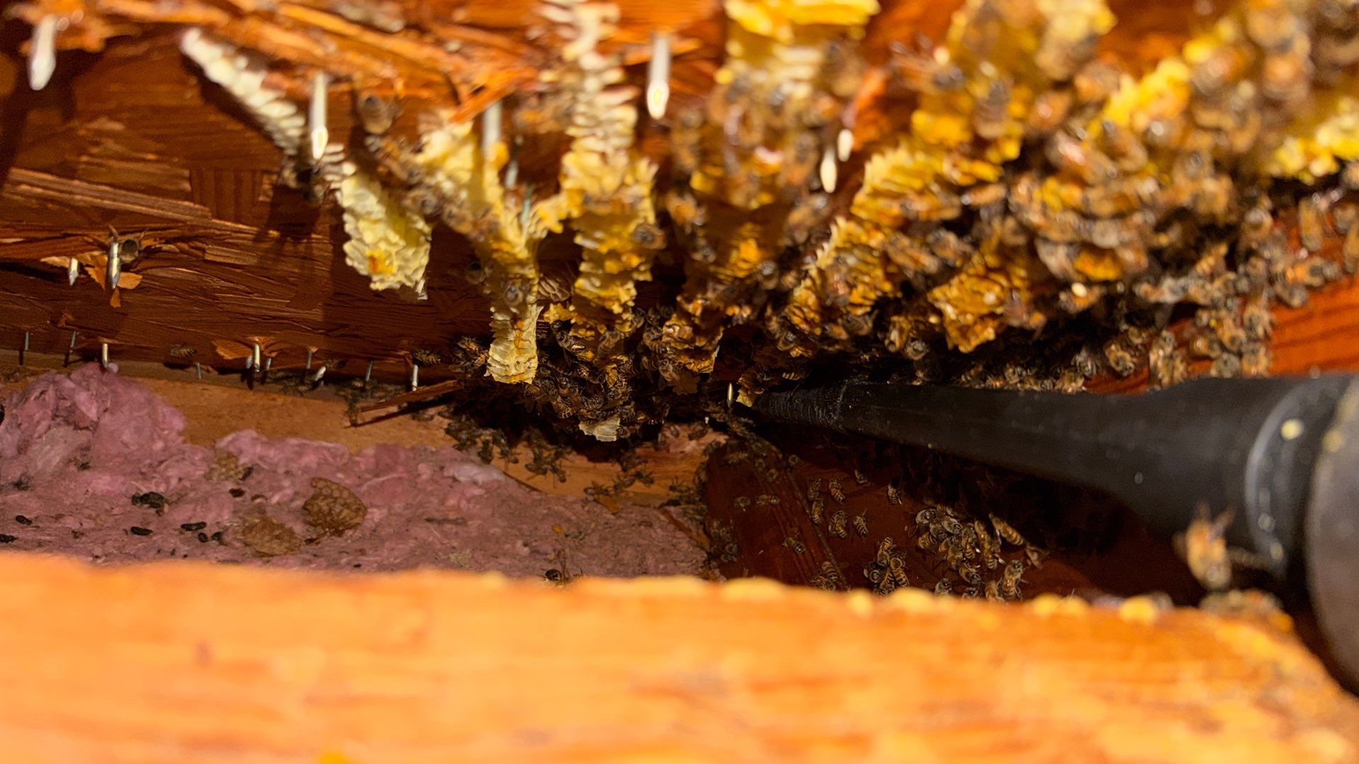 Kitchen ceiling bees by Rockwall Honey Bee Company