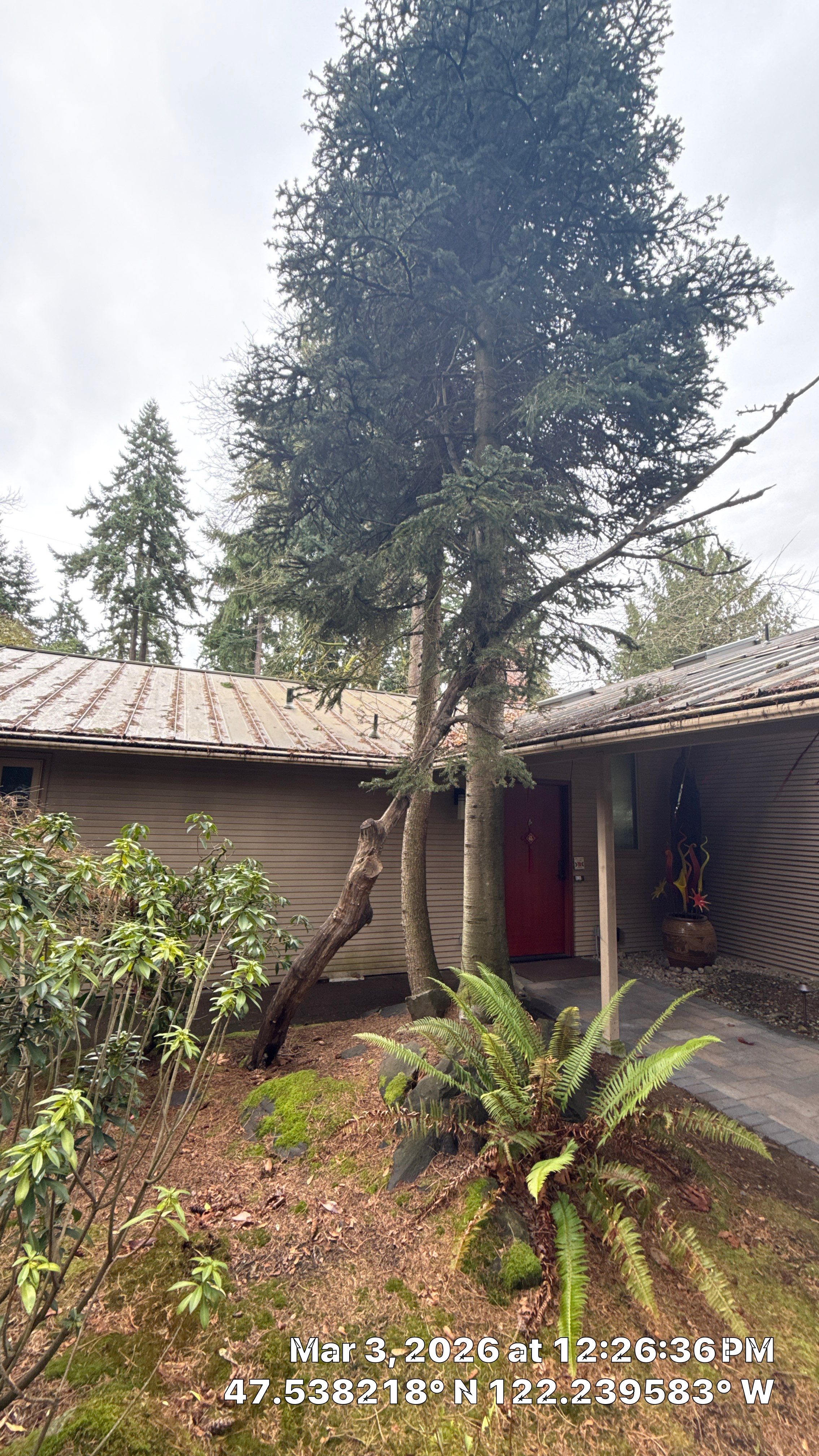 Hazardous Douglas-Fir Tree Removal and Tree Risk Assessment in Mercer Island, WA by Sound Tree Care LLC