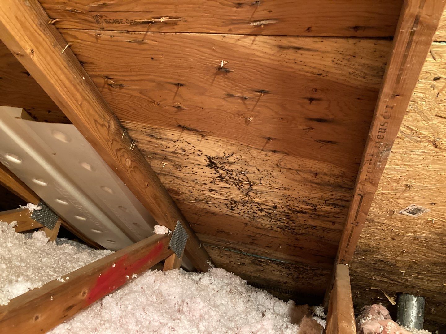 Mold Remediation in Attic by Accountable Home Services