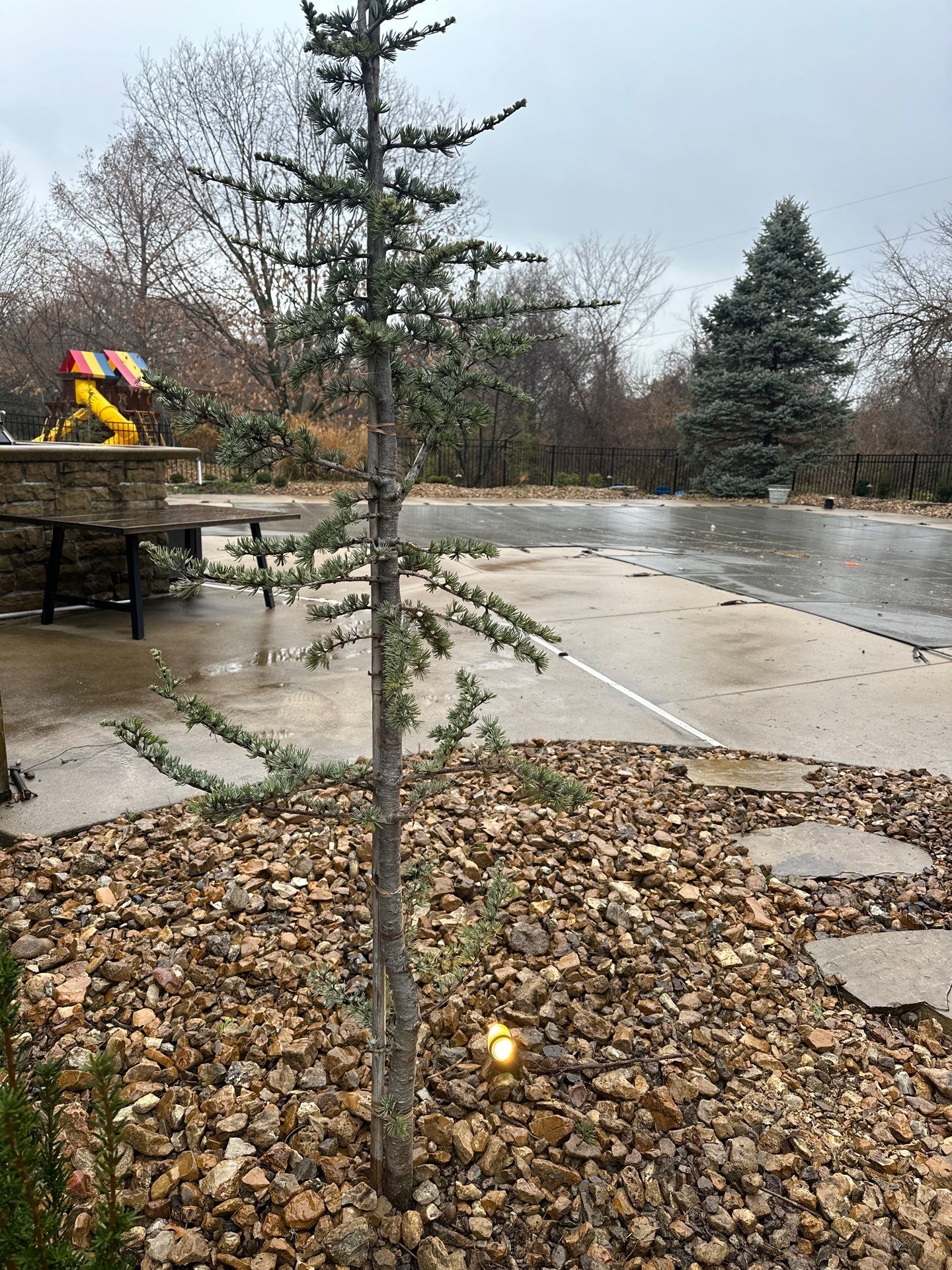 Pool Landscape by LAND ESCAPES LLC