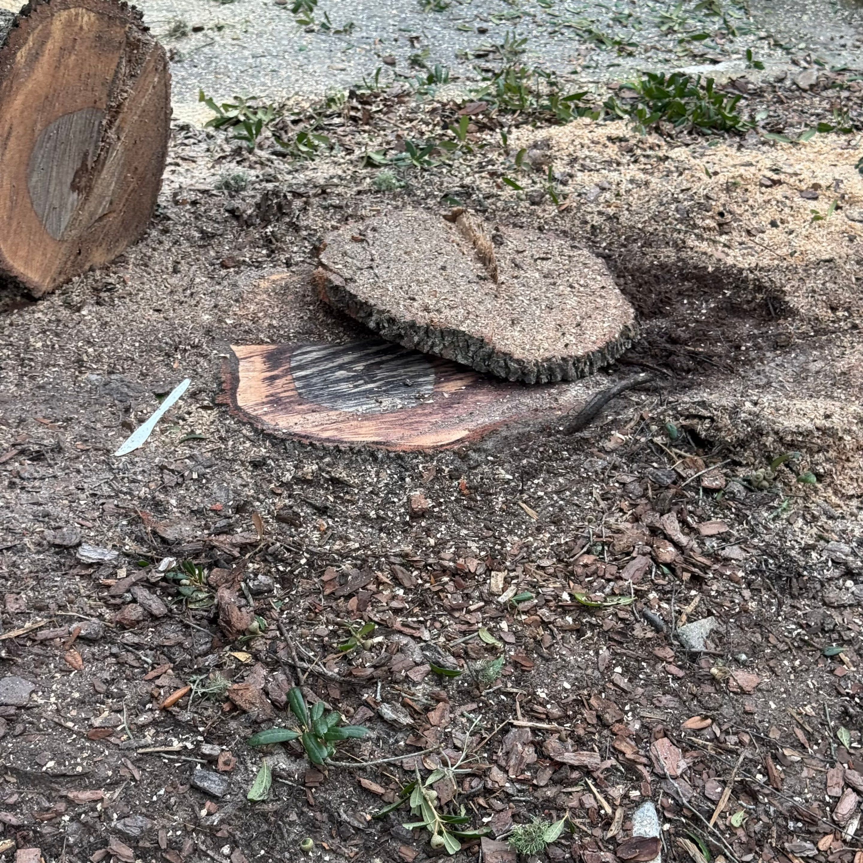 Episcopal - Munnerlyn Campus | Tree Removal by ProGreen Services