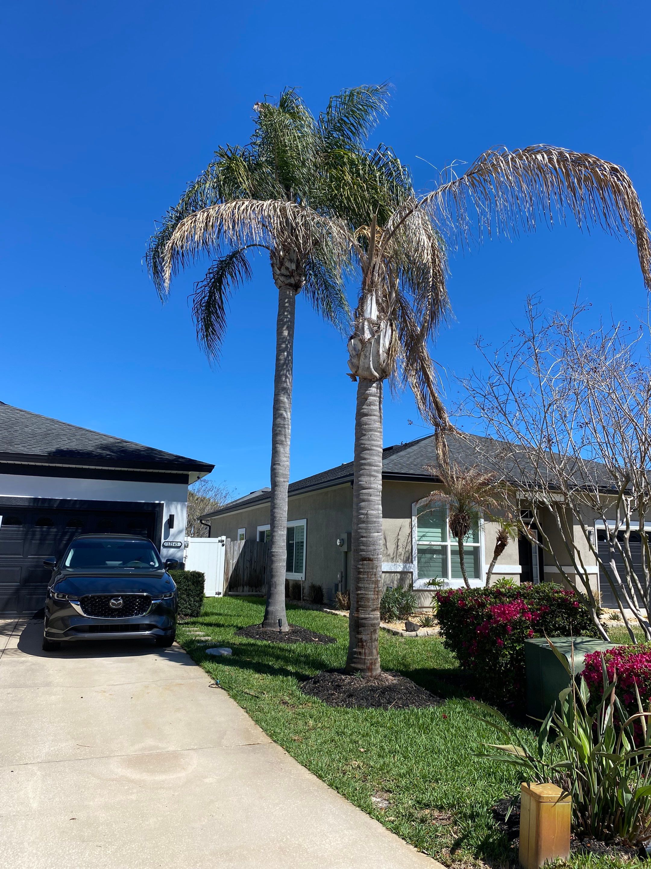 Residential | Tree Service by ProGreen Services