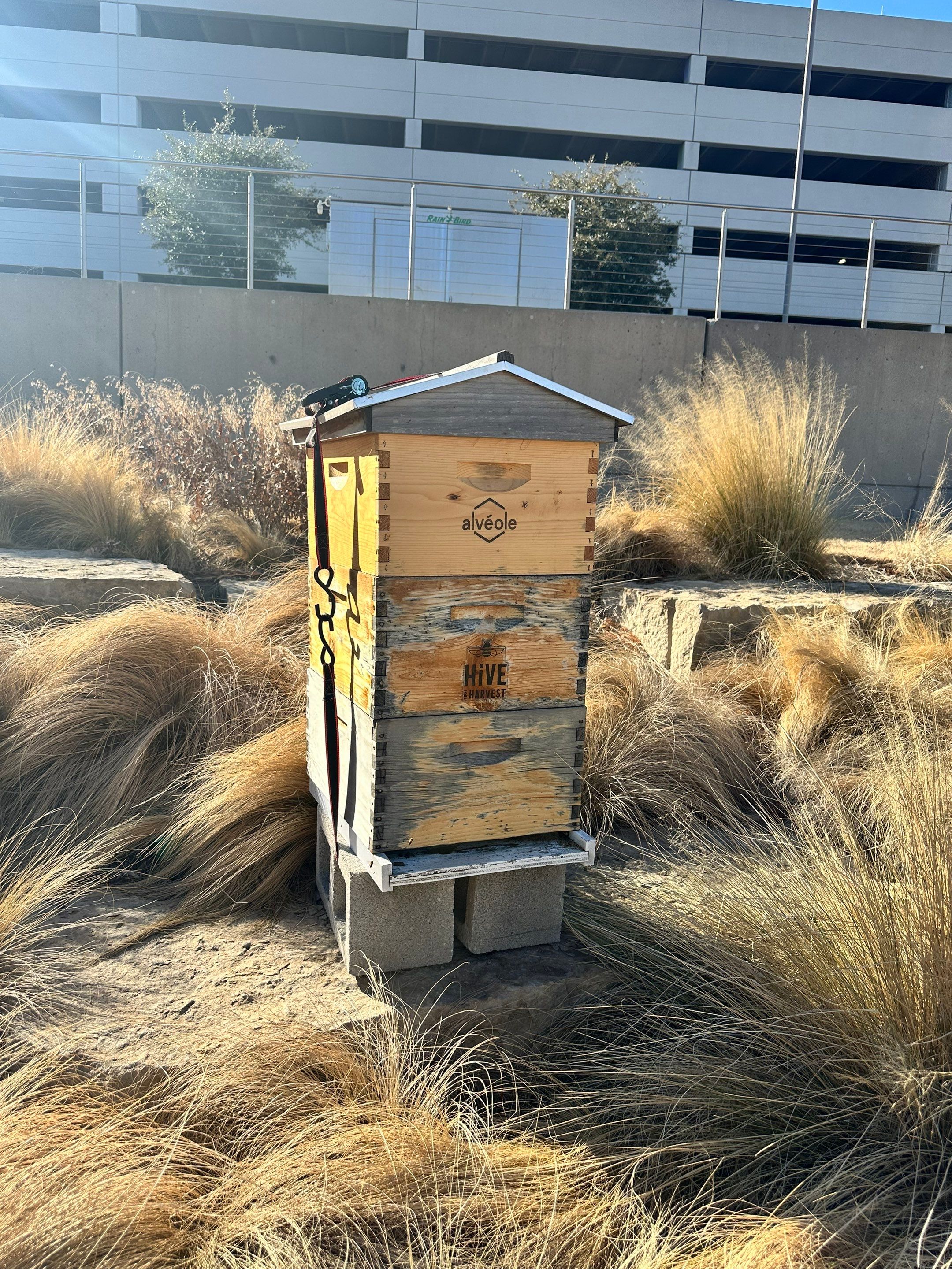 Frisco Corporate HQ by Rockwall Honey Bee Company