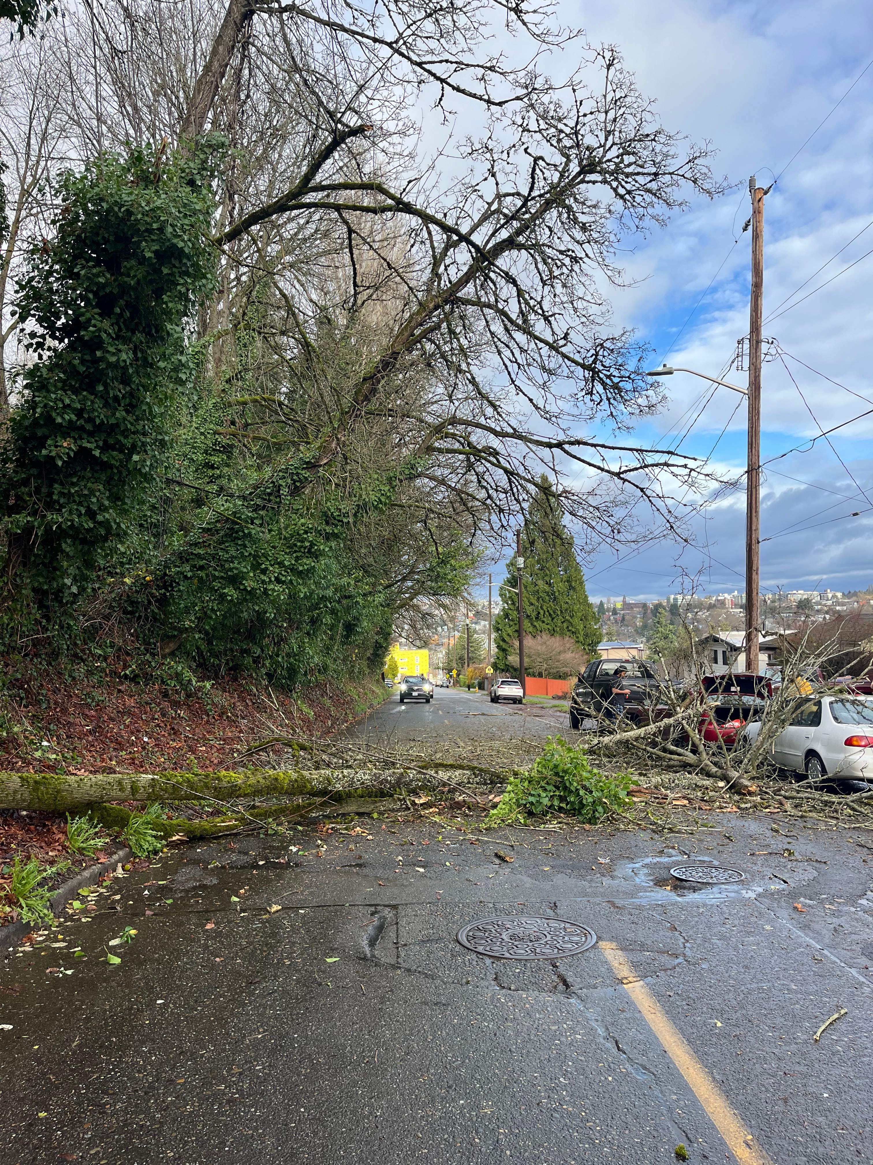 🧾 Arborist Report – Tree Risk & Property Damage Concern in Seattle, WA by Sound Tree Care LLC