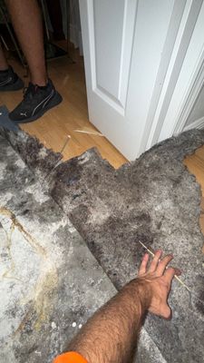 Black Mold Removal — Fort Myers, FL