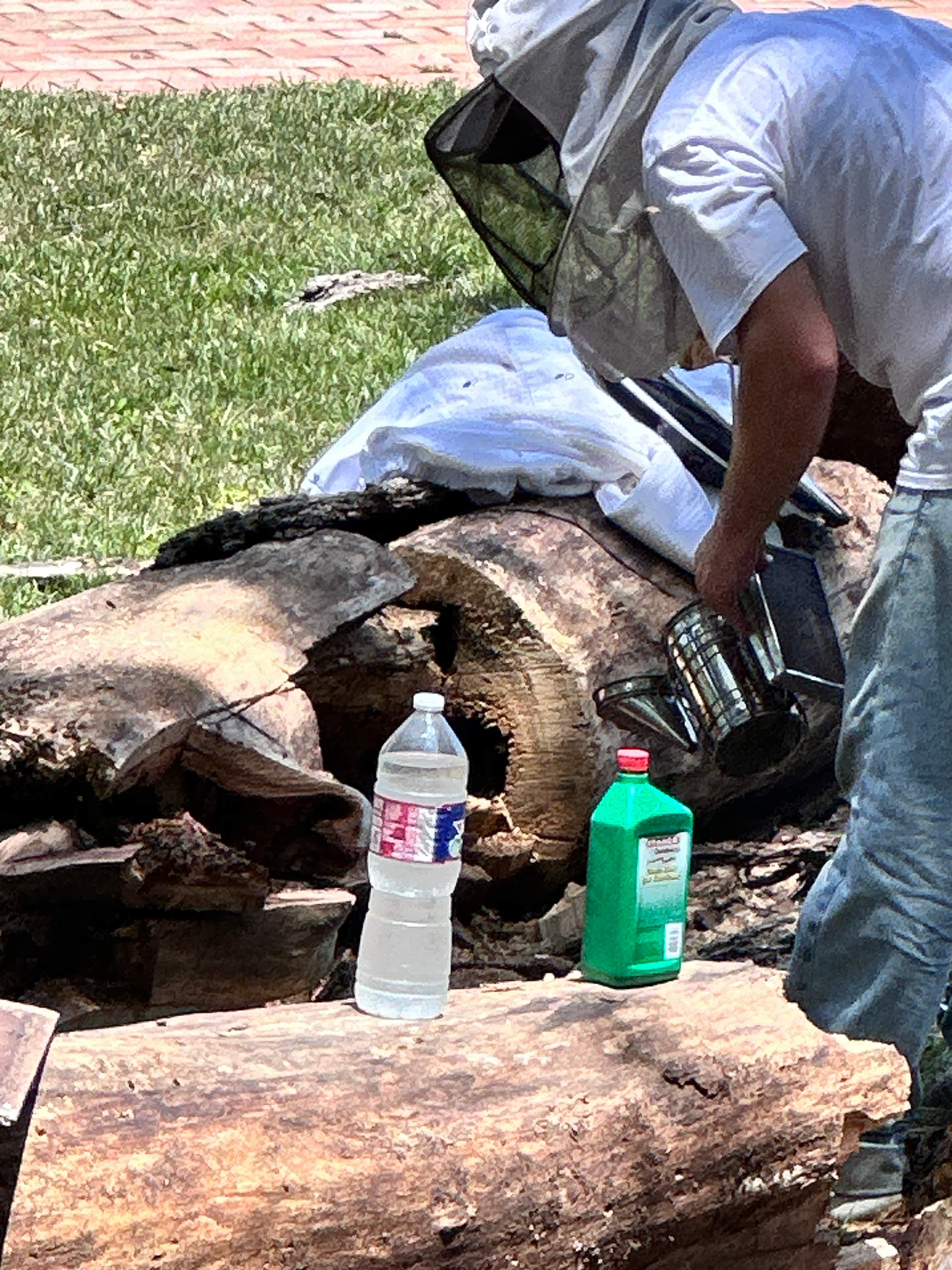 Two More Trees, One More Yard by Rockwall Honey Bee Company