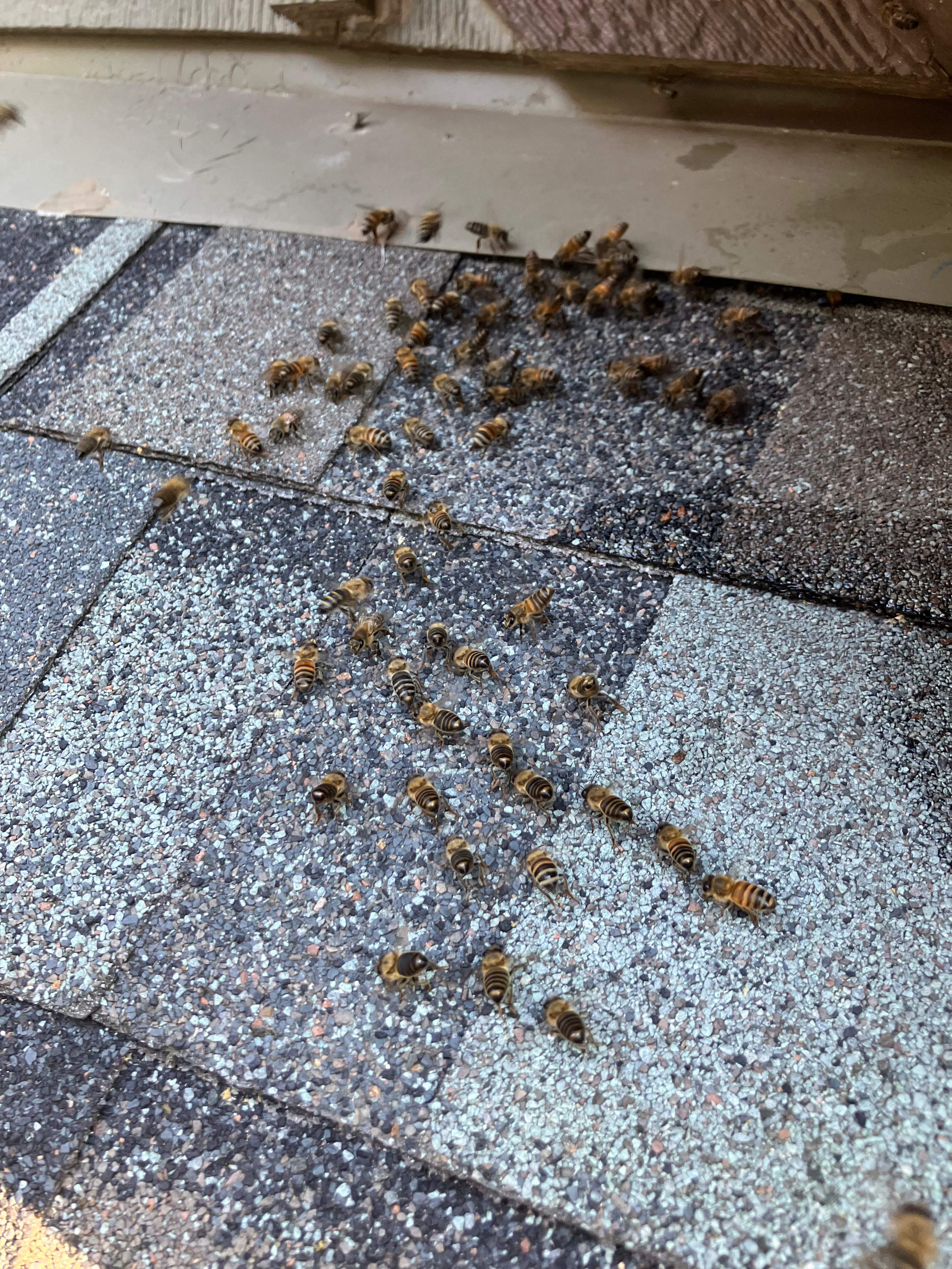 Happy Birthday! by Rockwall Honey Bee Company