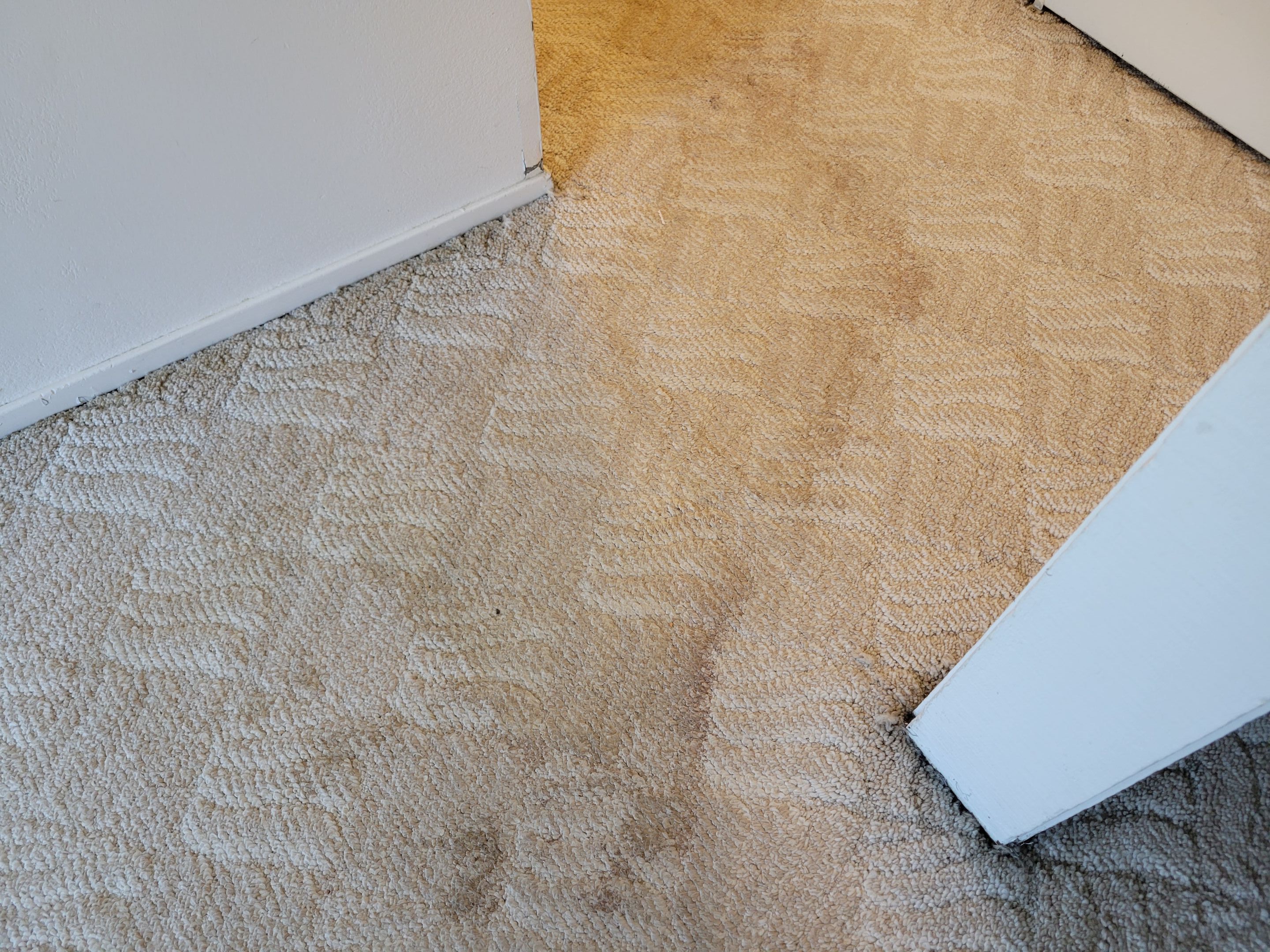 Post Dry Out, Water Stain Removal by Ardent Carpet Restore LLC
