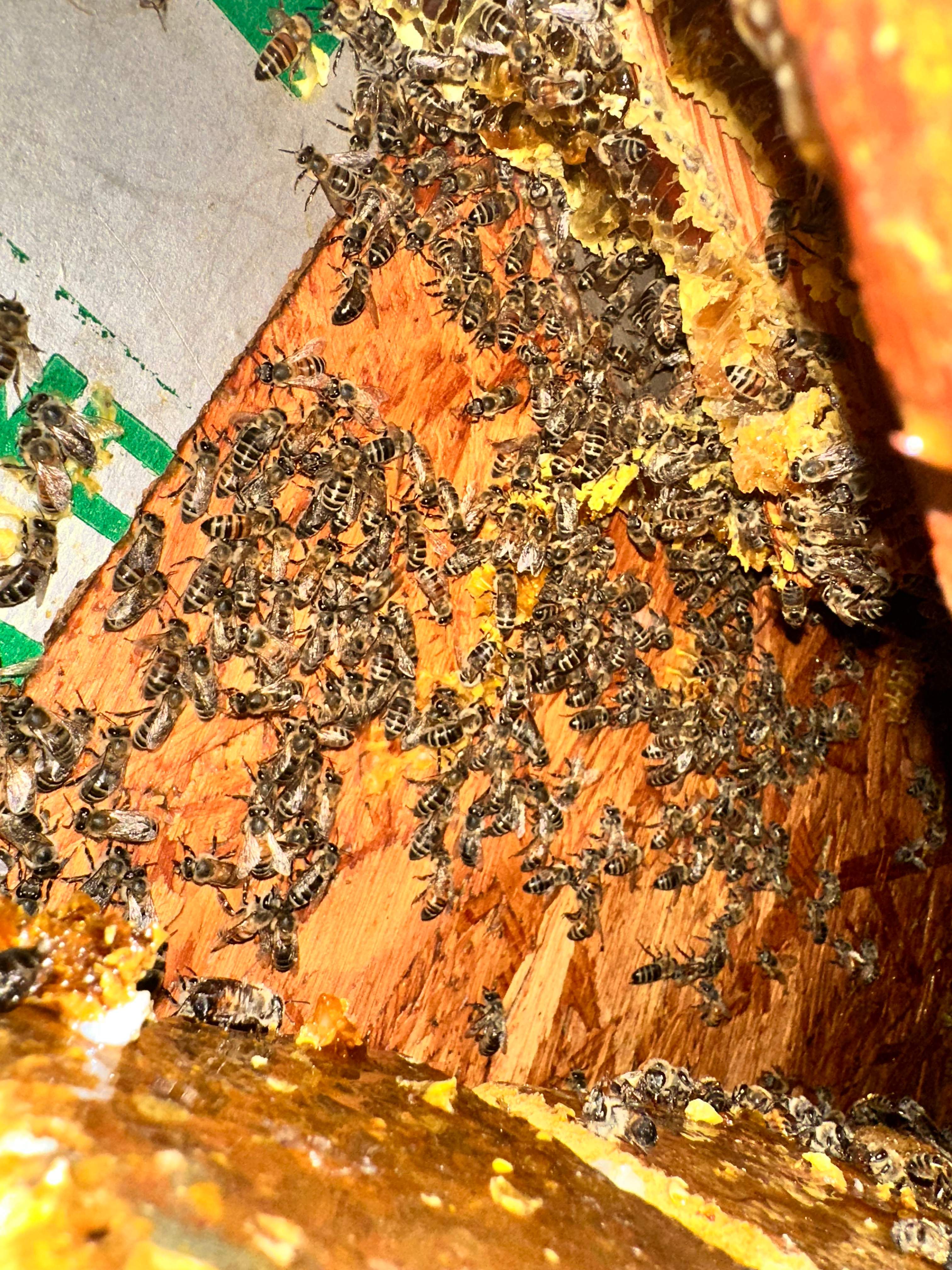 High Bees by Rockwall Honey Bee Company