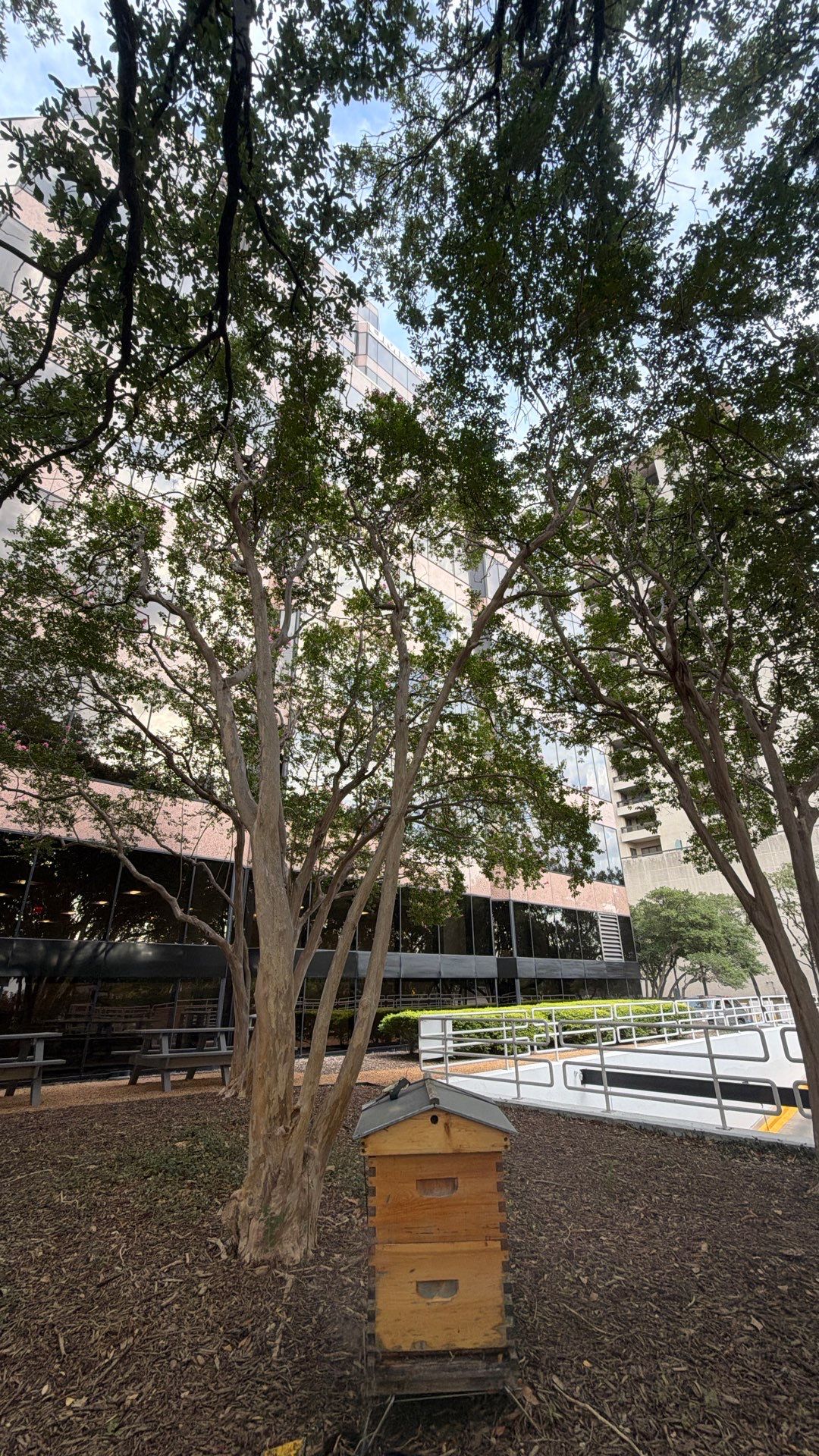 Urban Building Bees by Rockwall Honey Bee Company