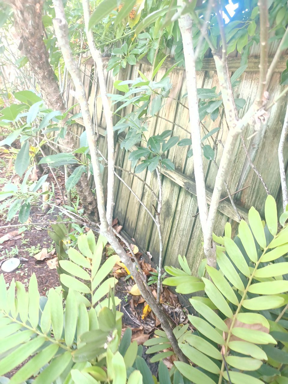 Bradenton, FL 6ft. White Vinyl Privacy Fence by Asap fence and gates, LLC