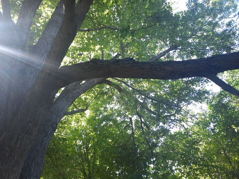 Storm Damaged Tree Removal  using Tree Removal by Mike Jones & Sons Tree Service LLC 