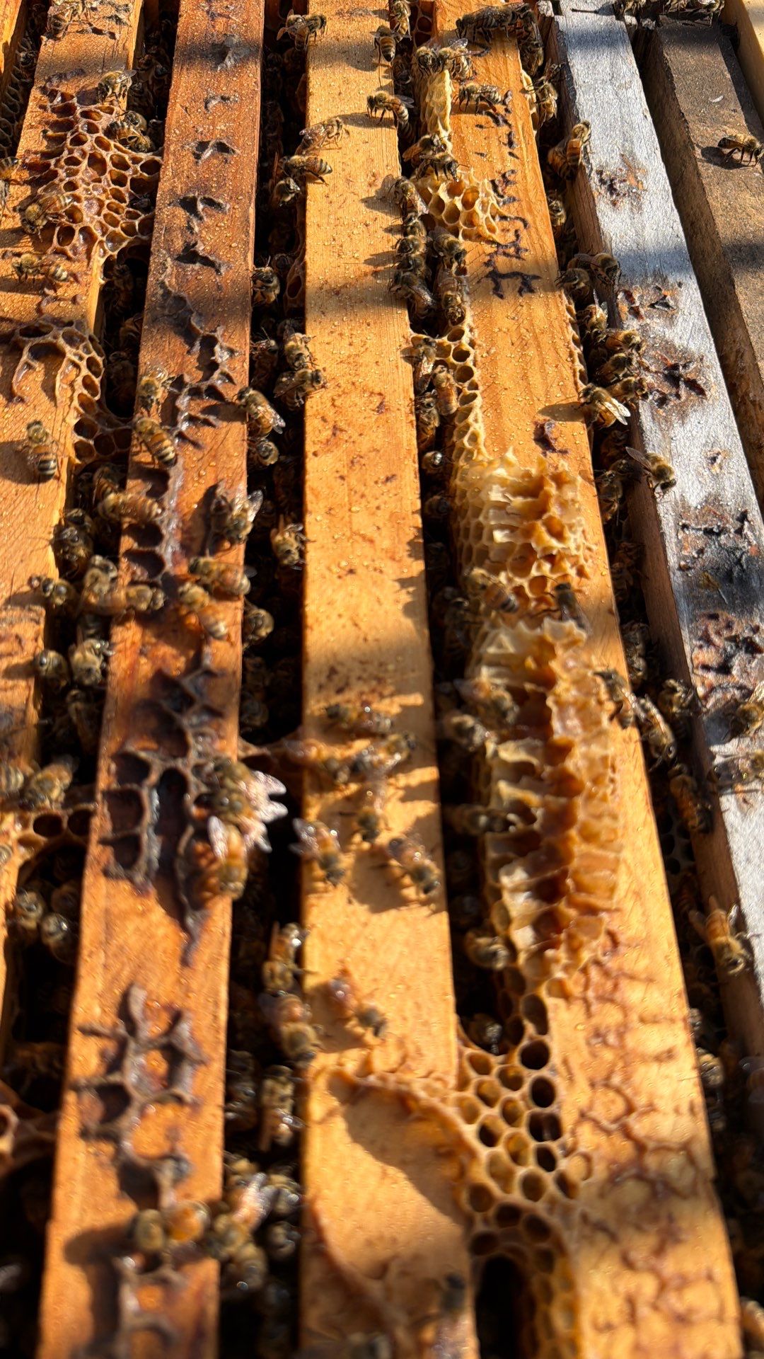 Poolside Bees at Apartment Complex by Rockwall Honey Bee Company