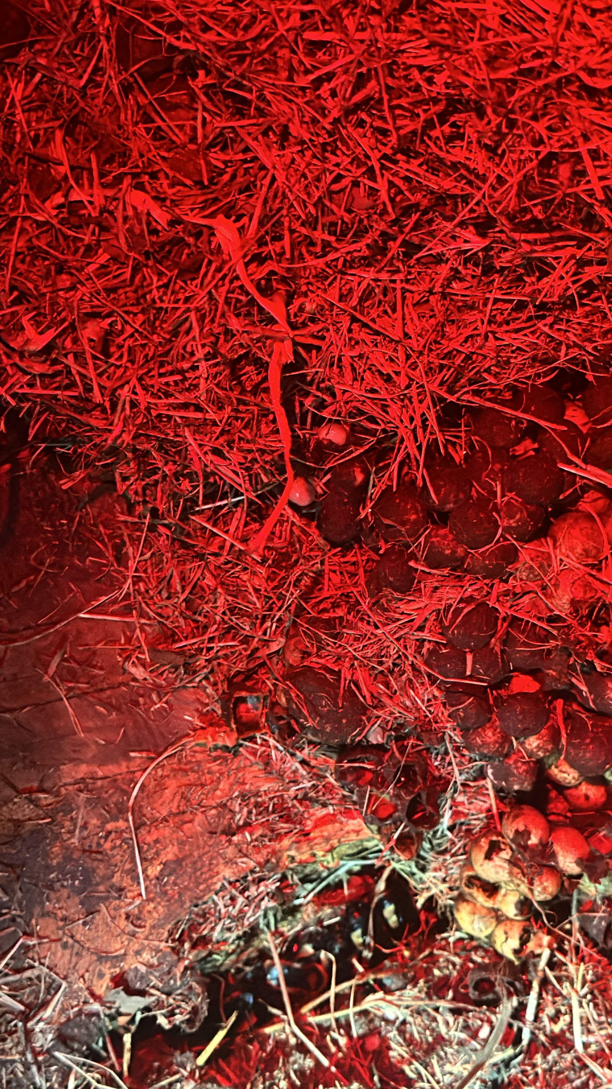 Bumblebees! by Rockwall Honey Bee Company