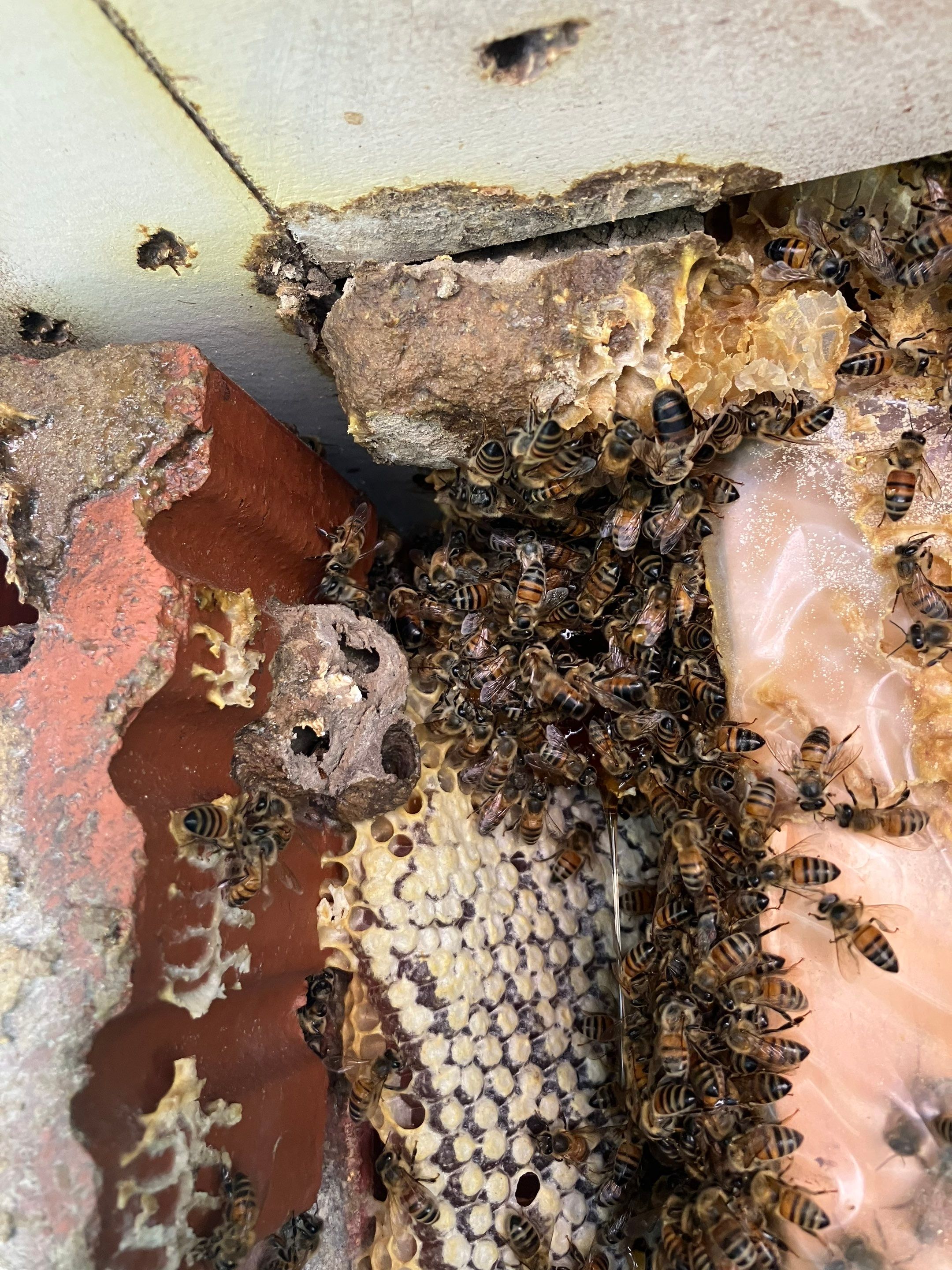 Brick Column by Rockwall Honey Bee Company