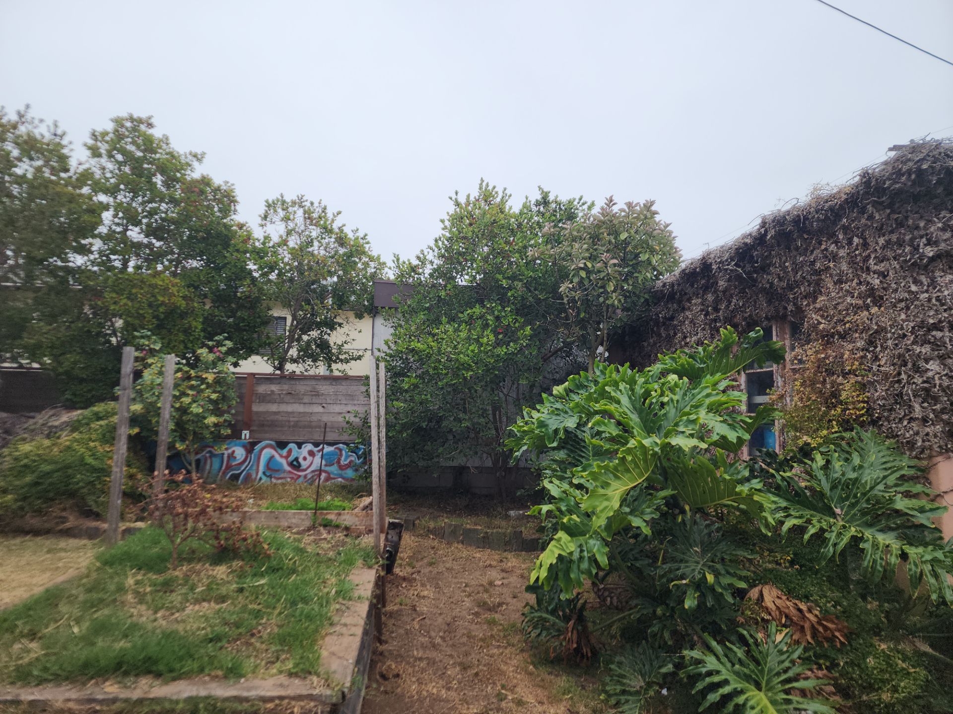 San Diego Landscape Clean Up by Yard Techs
