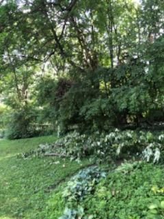 Tree Removal using Tree Removal by Mike Jones & Sons Tree Service LLC 