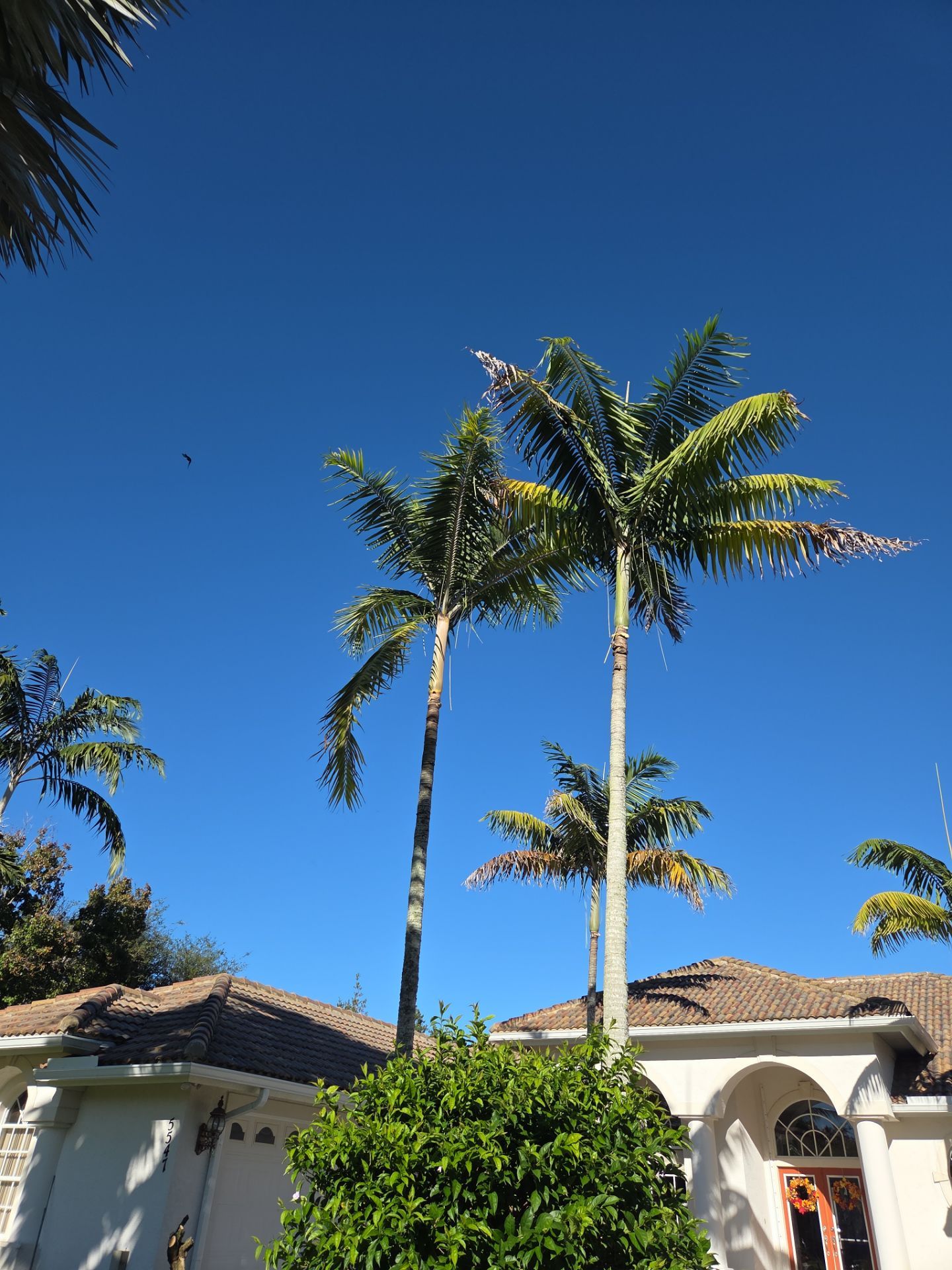 🌴 Landscape Removal and Install in Palm City by Alpha Zeta Enterprises Inc