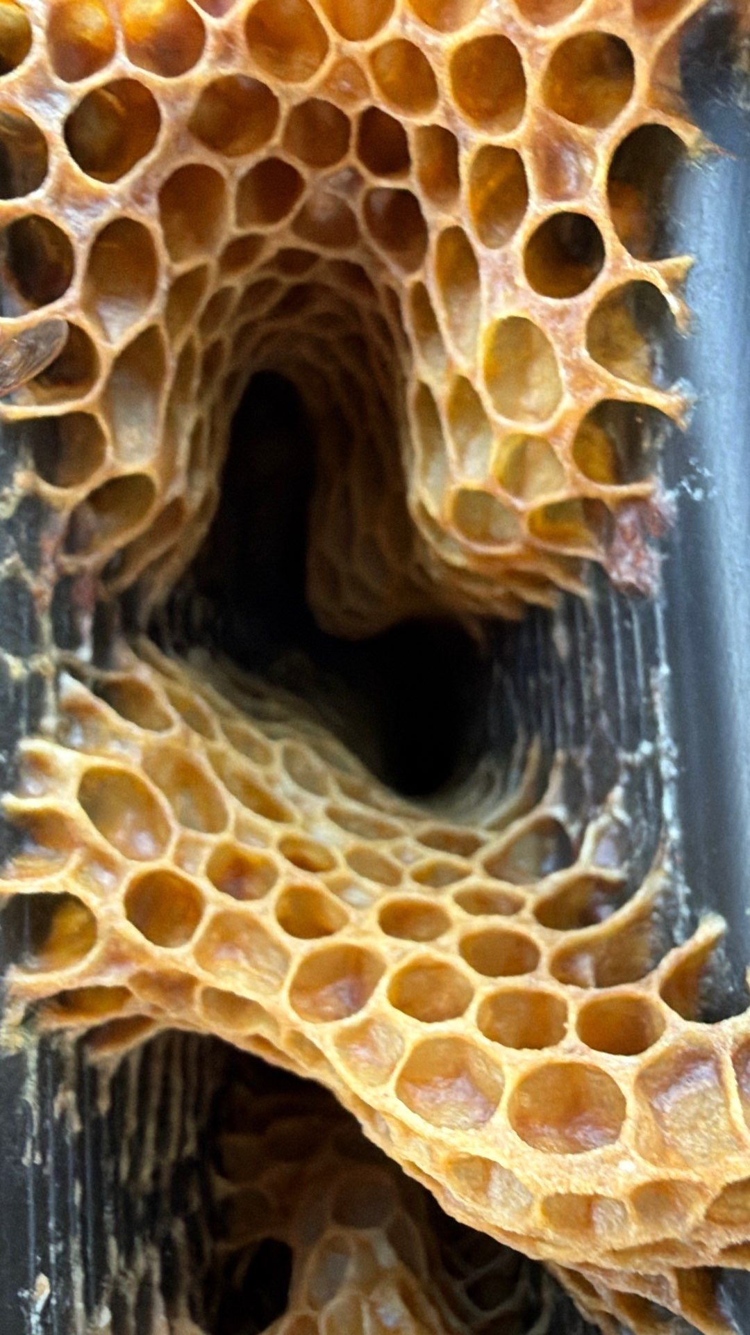 Flood Culvert Bees by Rockwall Honey Bee Company