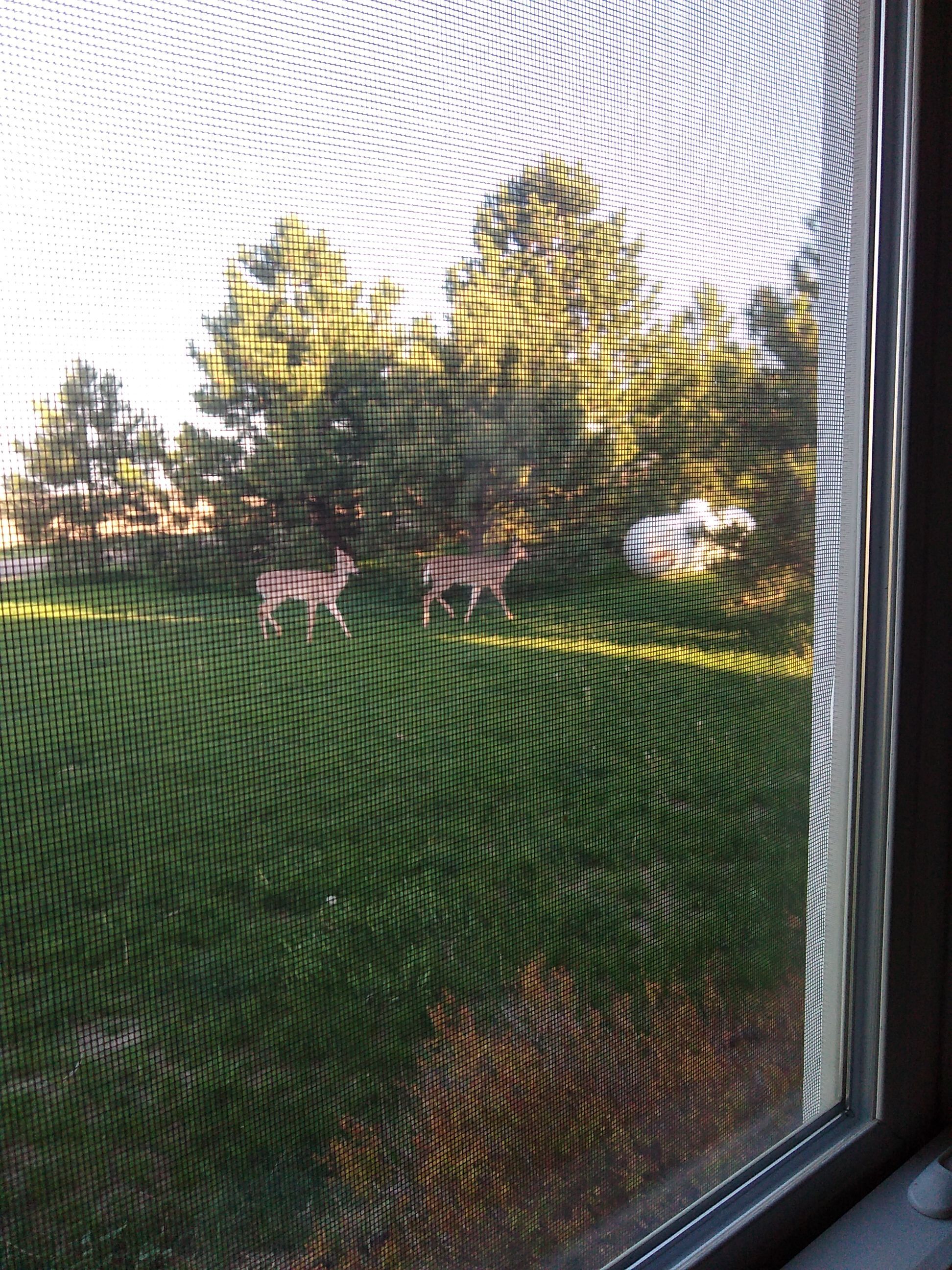 Deer by CompanyCam
