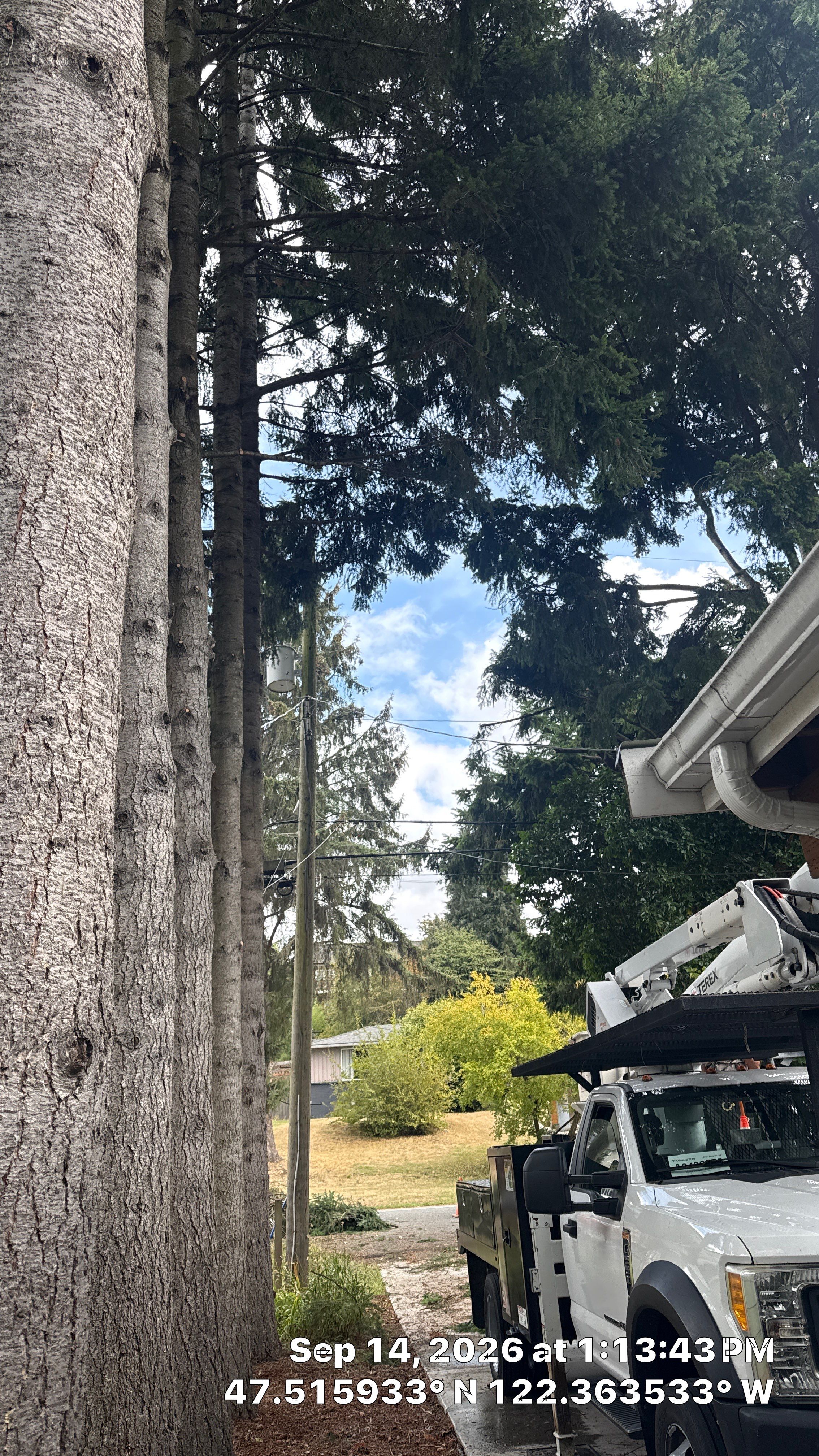 Seattle Tree Trimming for Deadwood Removal and Utility Line Clearance by Sound Tree Care LLC