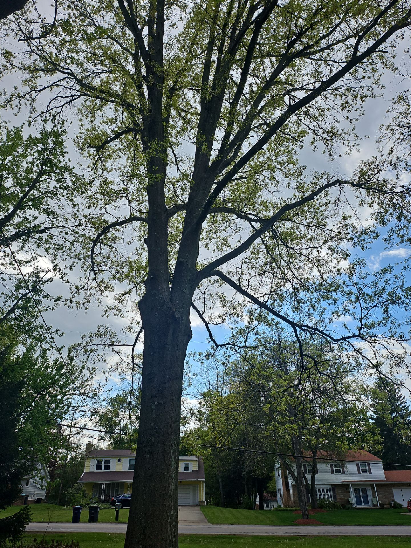 Tree Trimming using Tree Pruing by Mike Jones & Sons Tree Service LLC 