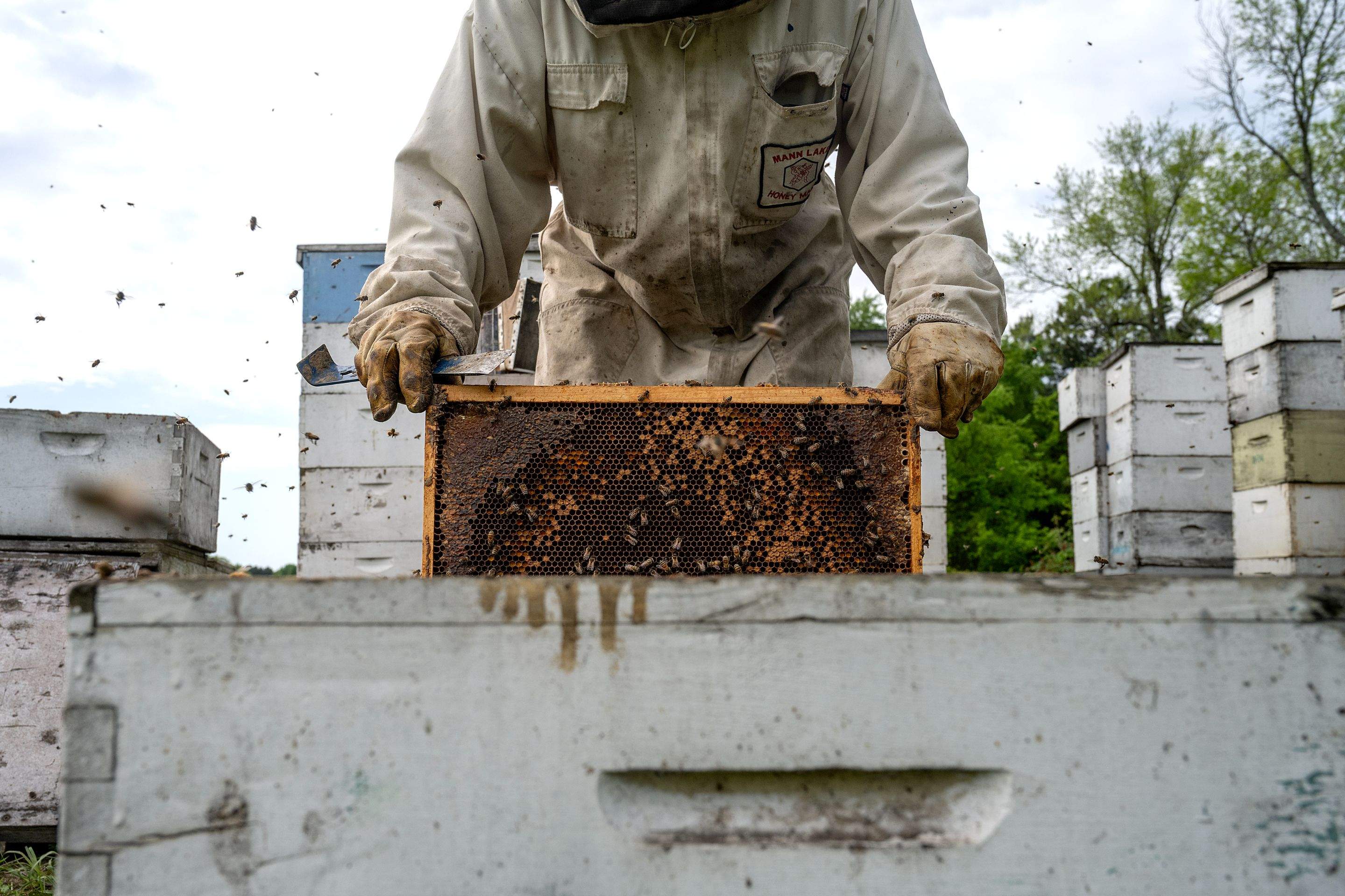 Splits in East Texas by Rockwall Honey Bee Company