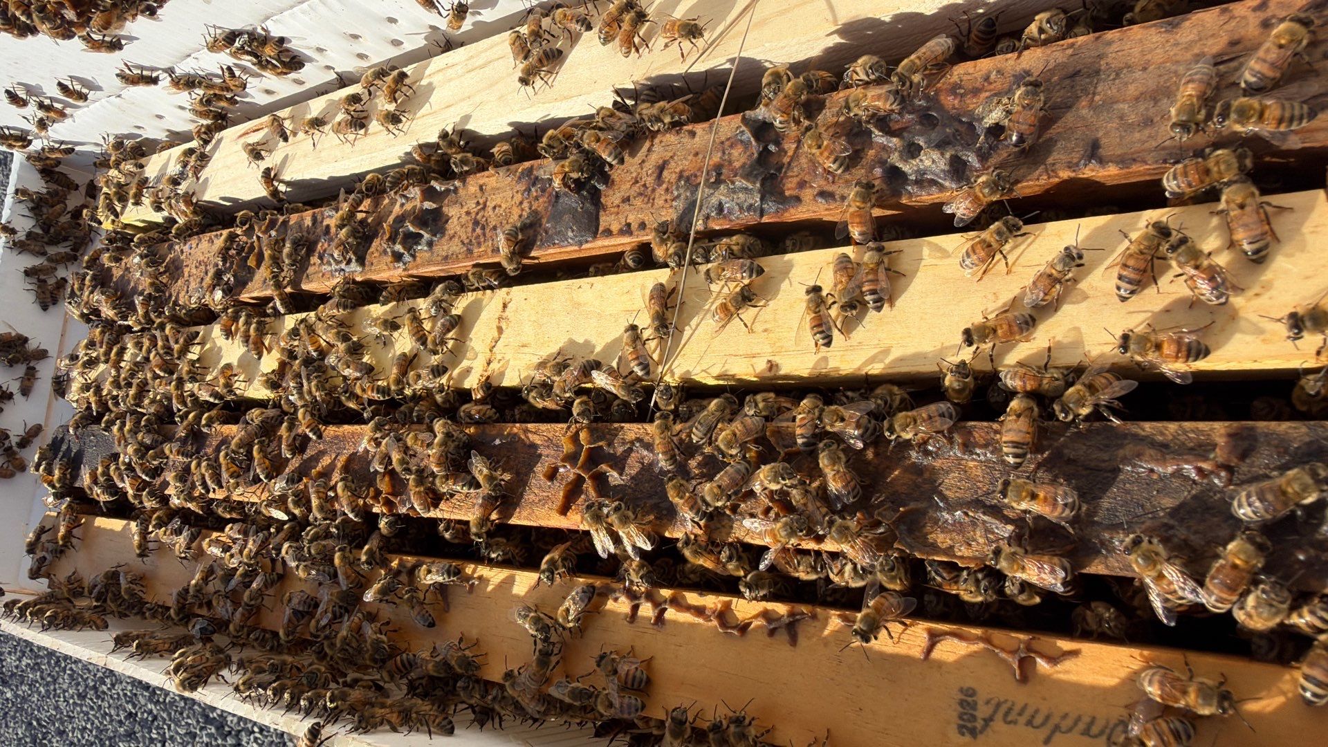 Momma K’s apiary by Rockwall Honey Bee Company