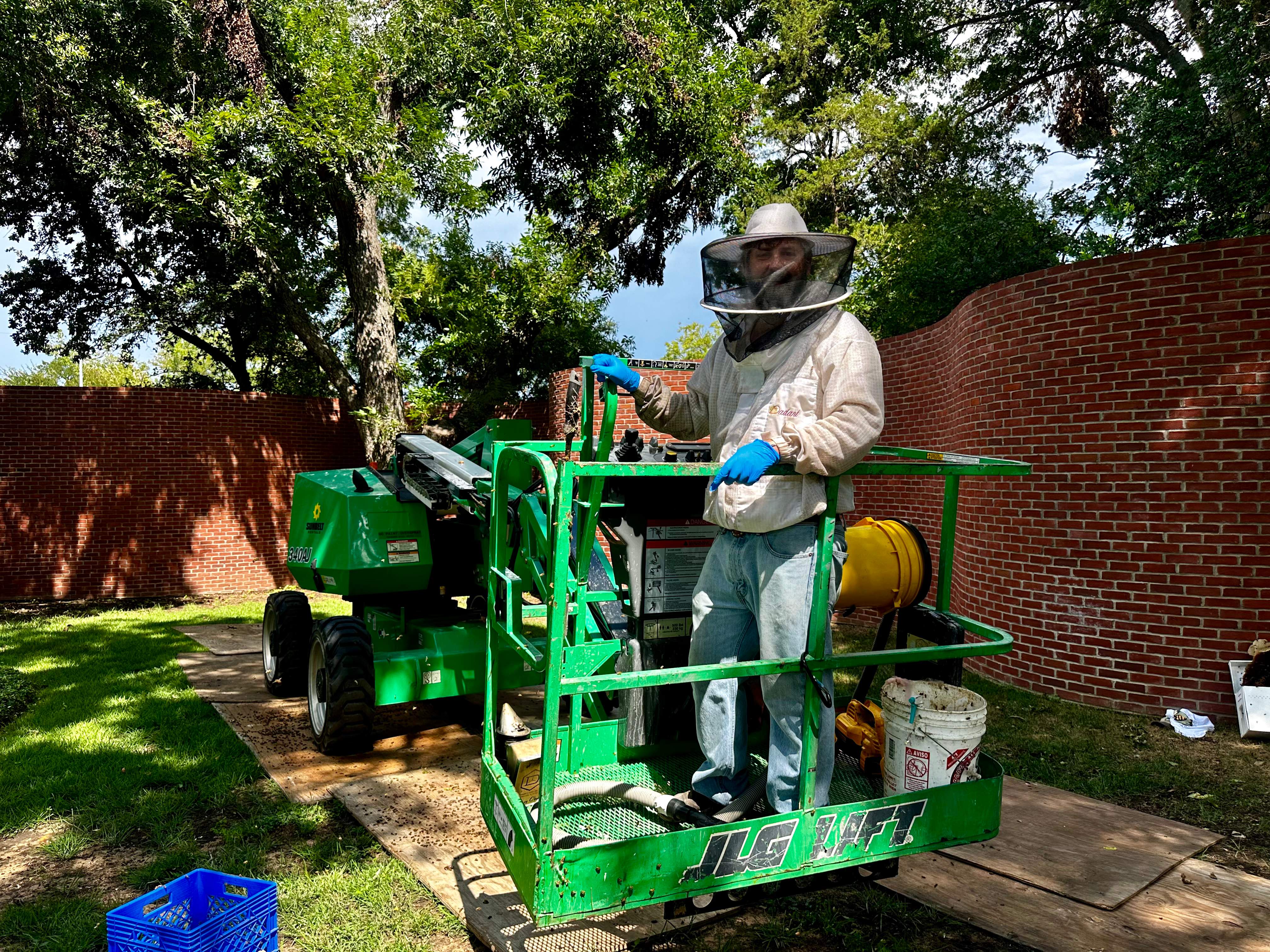 Open-Air Massive Colony by Rockwall Honey Bee Company