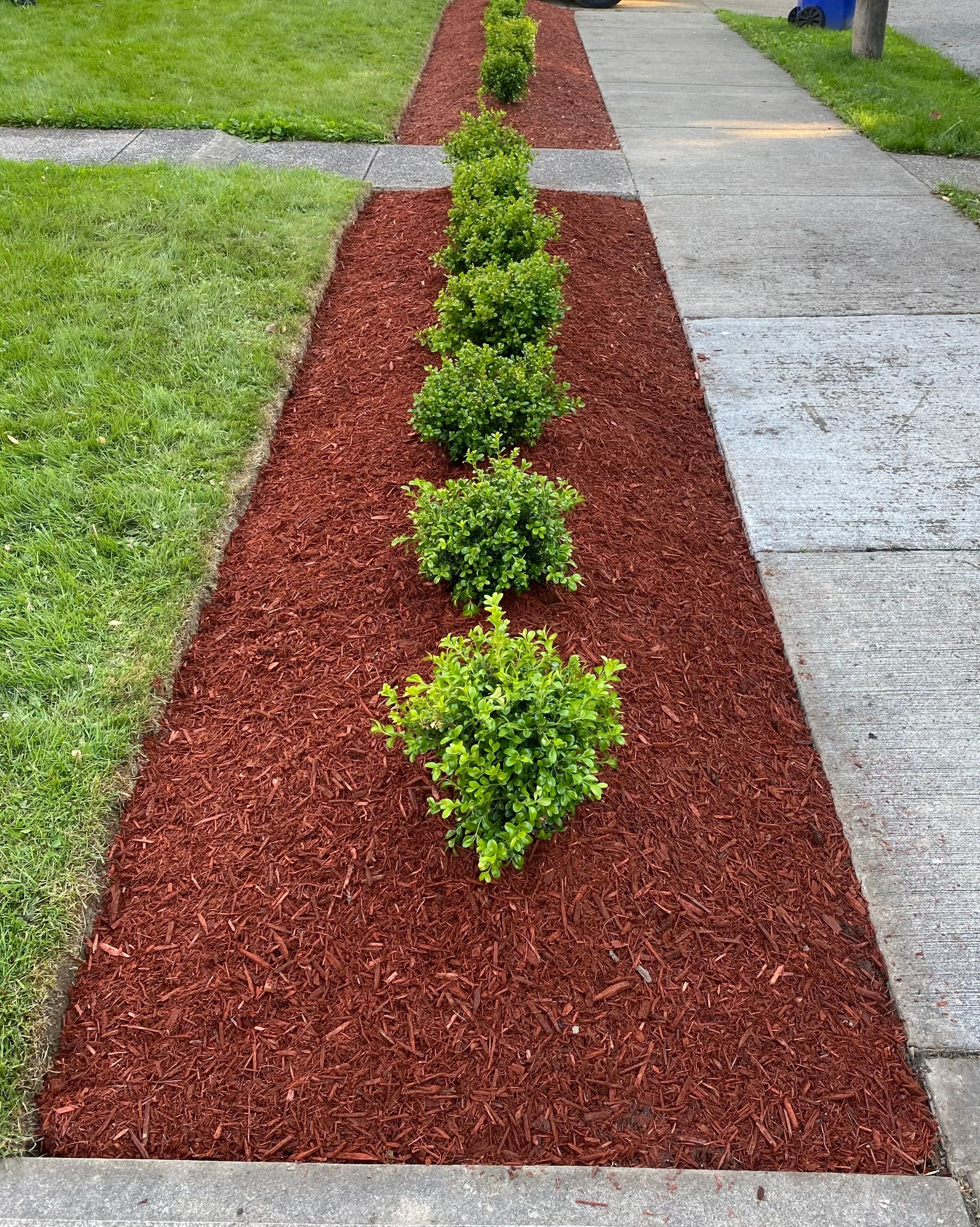 Christmas Hedge Install by Elm Rose Gardens
