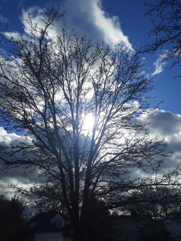 Tree Removal using Tree Removal by Mike Jones & Sons Tree Service LLC 