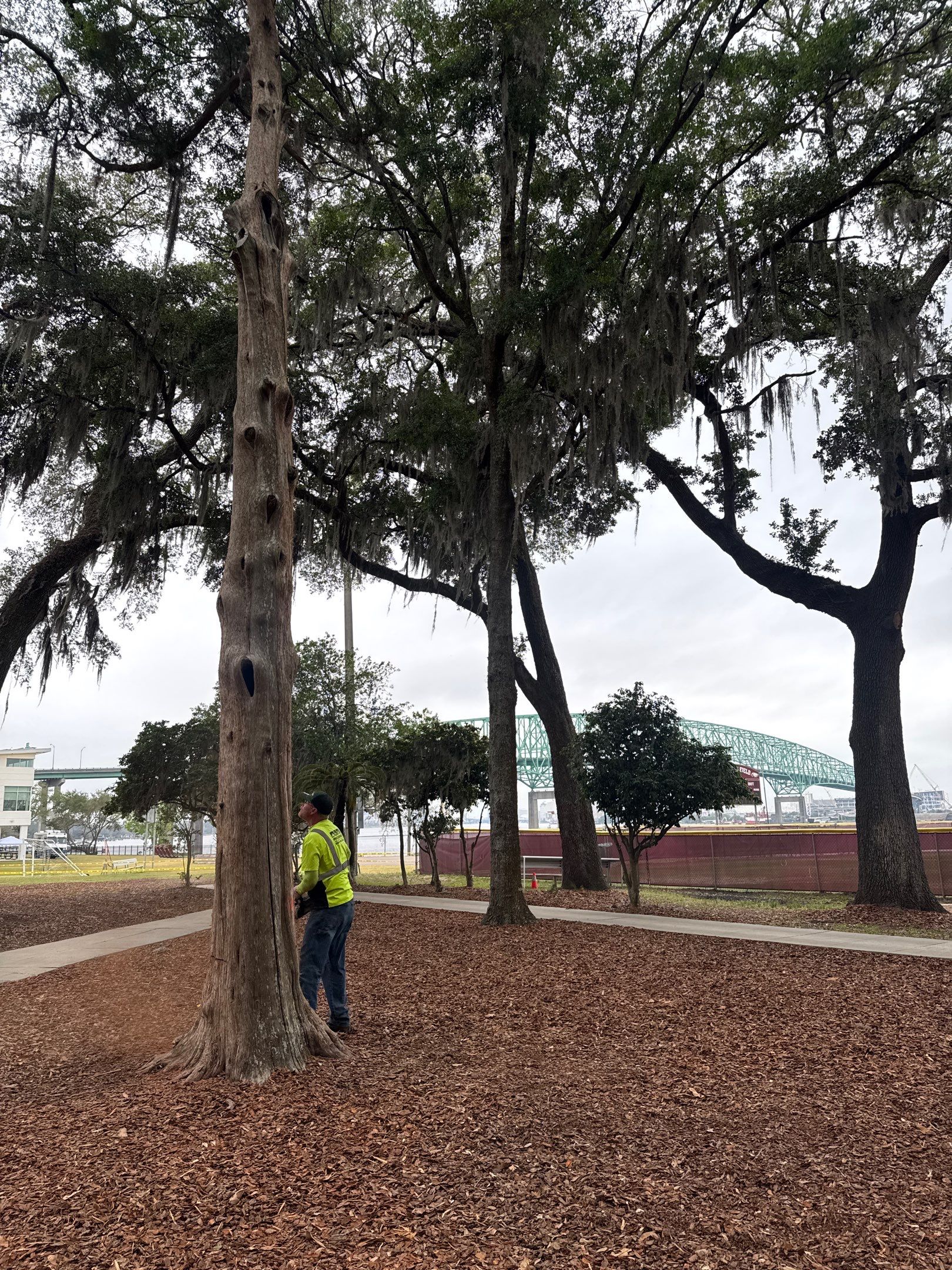 Episcopal School of Jacksonville | Tree Service by ProGreen Services