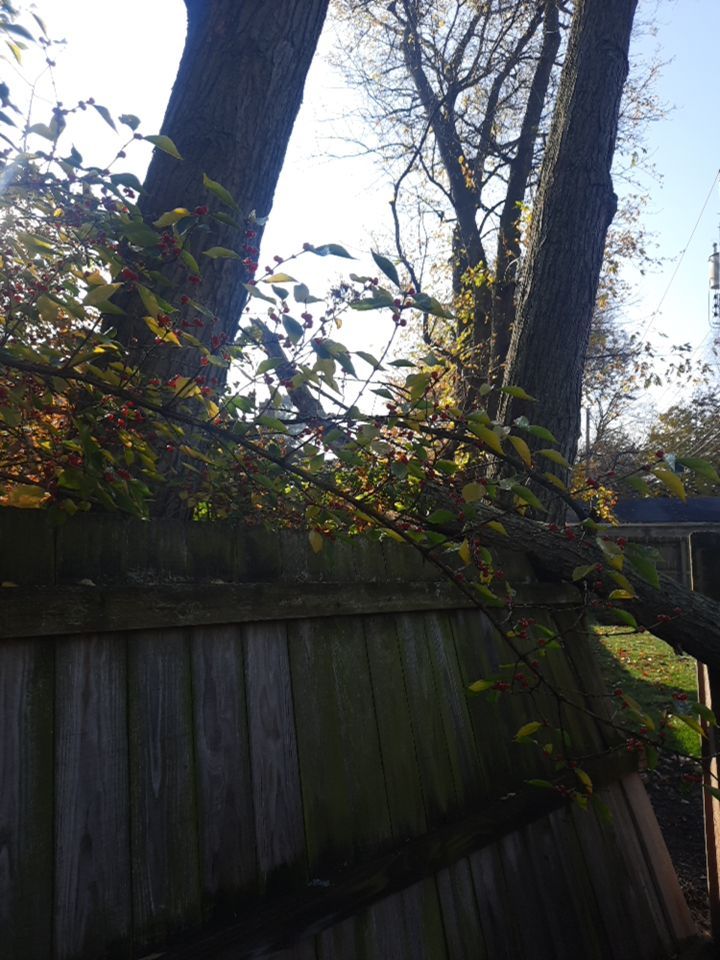 Tree Removal using Tree Removal by Mike Jones & Sons Tree Service LLC 