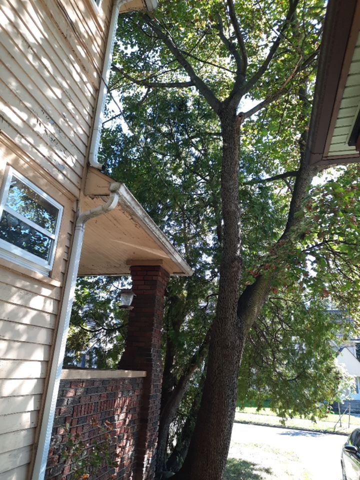 Tree Removal using Tree Removal by Mike Jones & Sons Tree Service LLC 