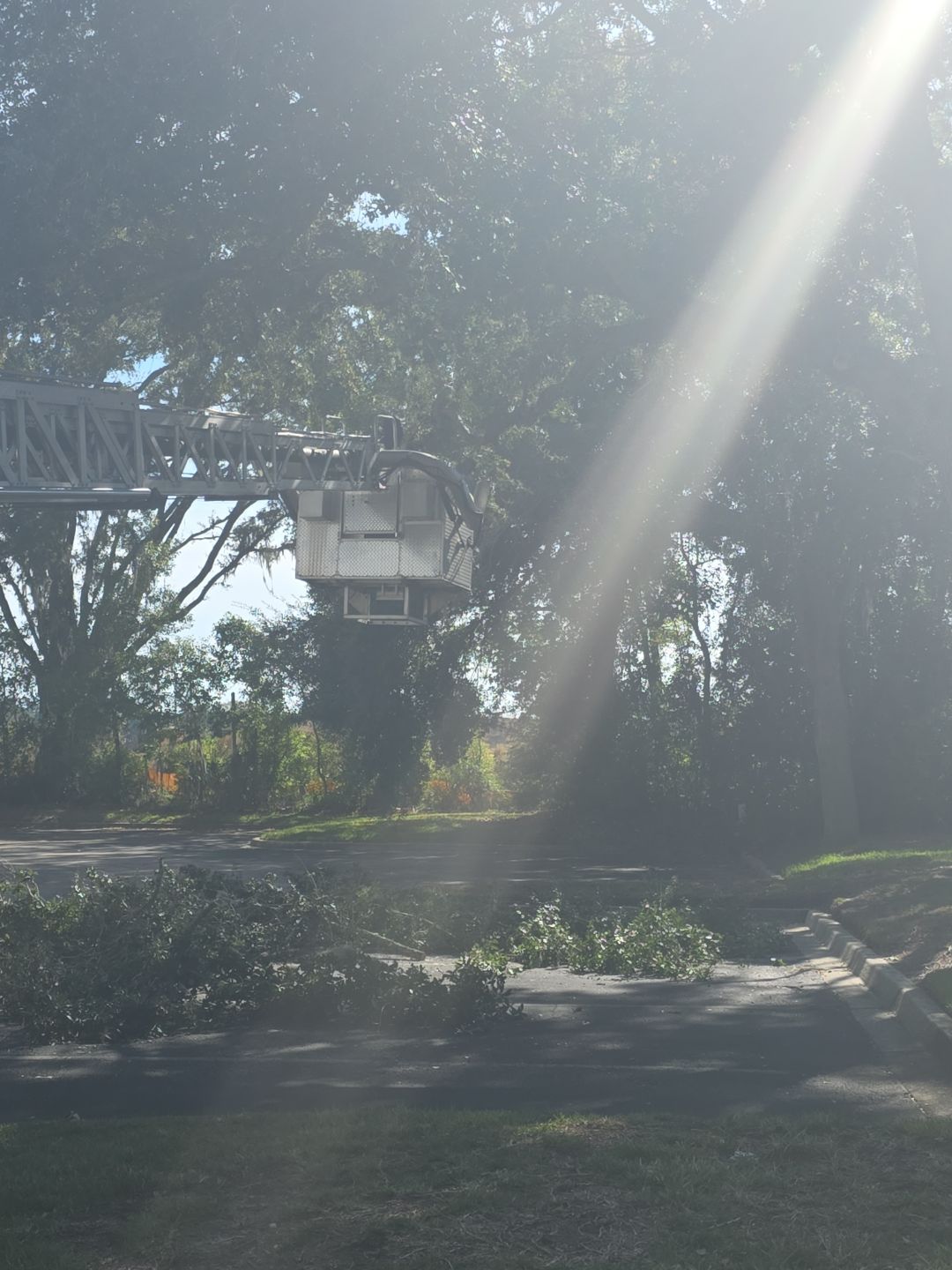 Tree & Palm Trimming | Commercial Property by ProGreen Services