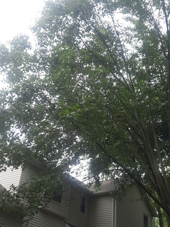 Tree Removal using Tree Removal by Mike Jones & Sons Tree Service LLC 