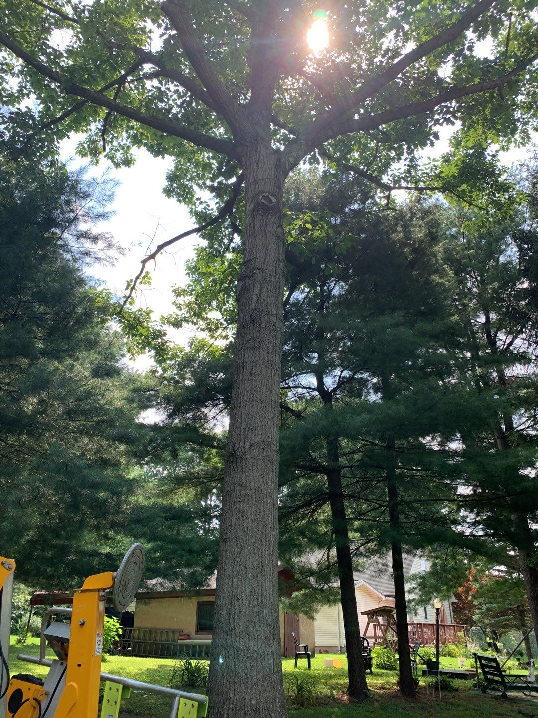Tree Trimming & Tree Removal in Akron Ohio by Mike Jones & Sons Tree Service LLC 