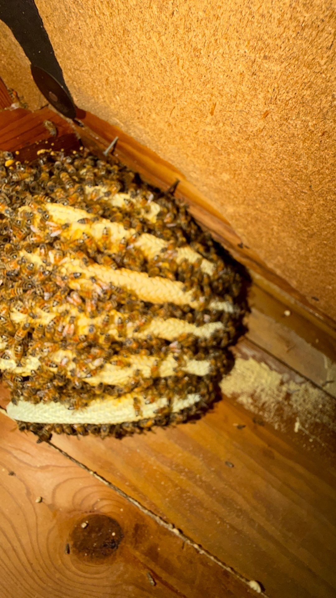 Bee Auth-ority by Rockwall Honey Bee Company