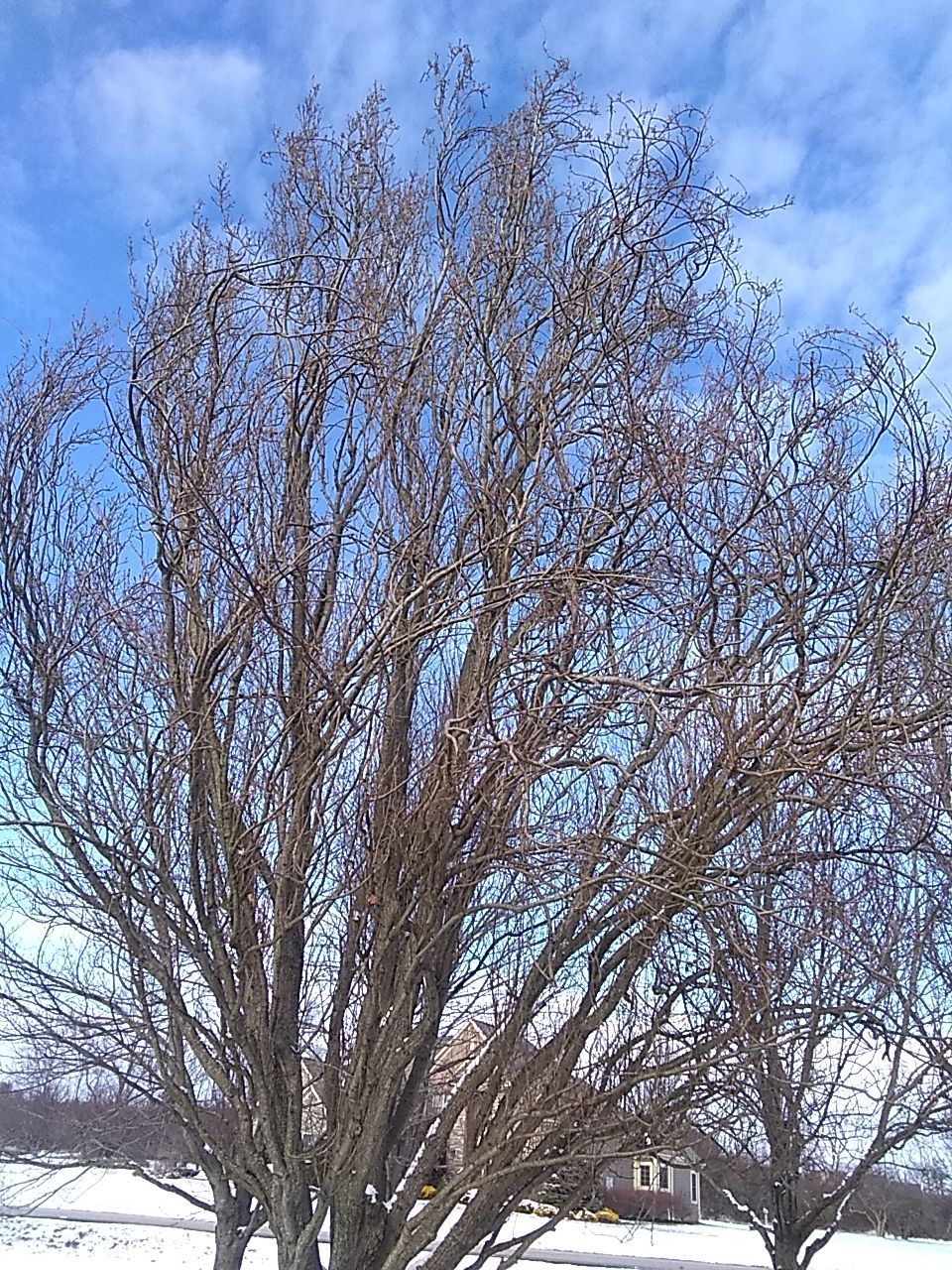 Tree Trimming using Tree Pruing by Mike Jones & Sons Tree Service LLC 