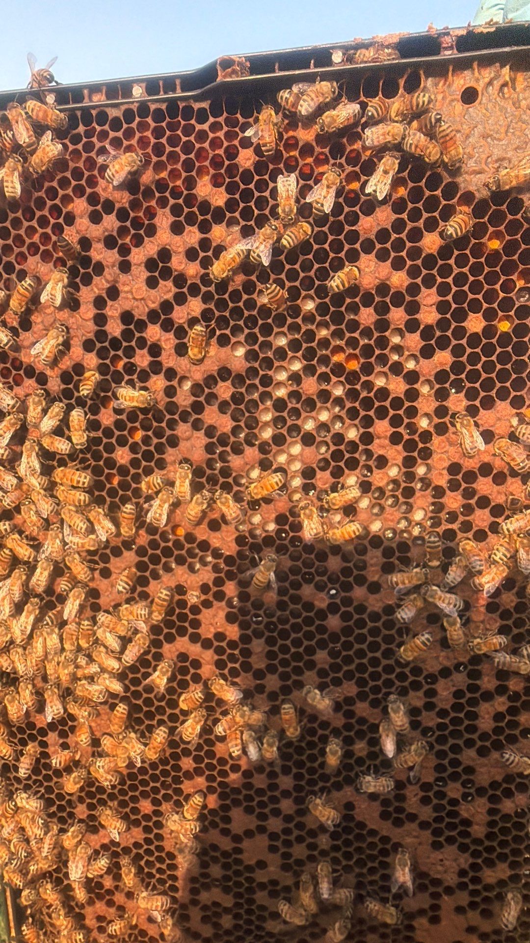 Double Family Property in Heath for Ag. Exemption by Rockwall Honey Bee Company