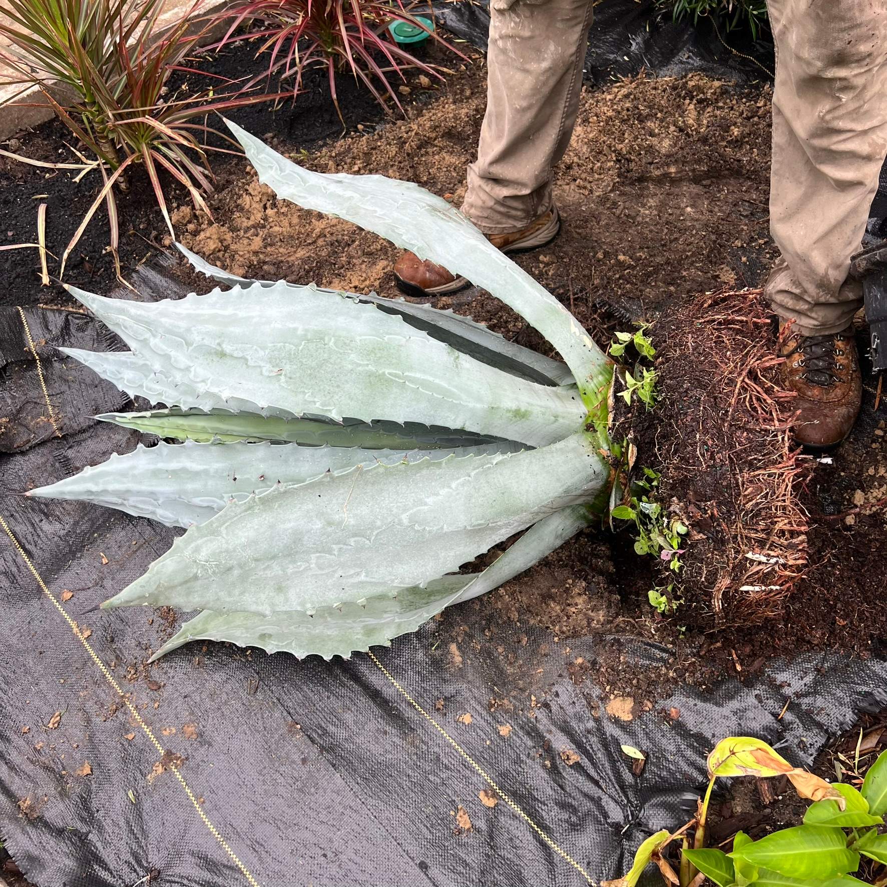 Rock & Agave Installation | Residential by ProGreen Services