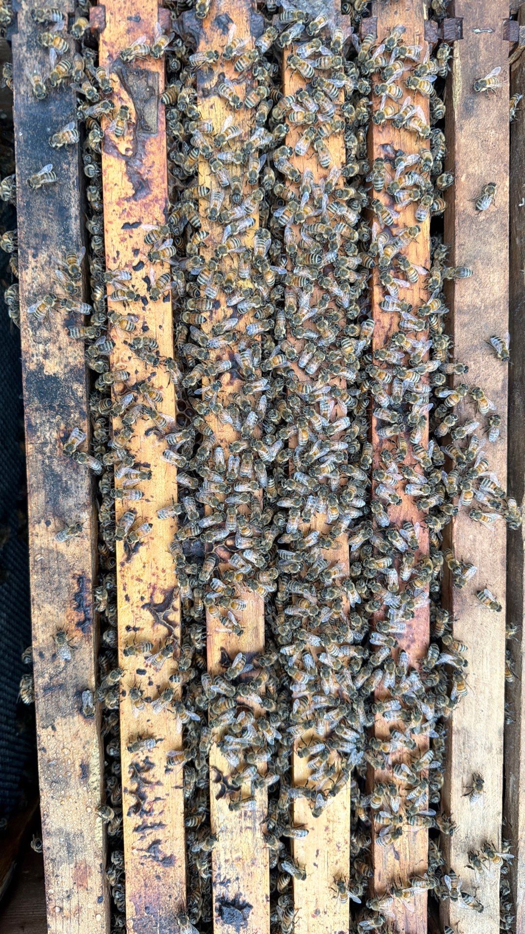 Project in Terrell, TX by Rockwall Honey Bee Company