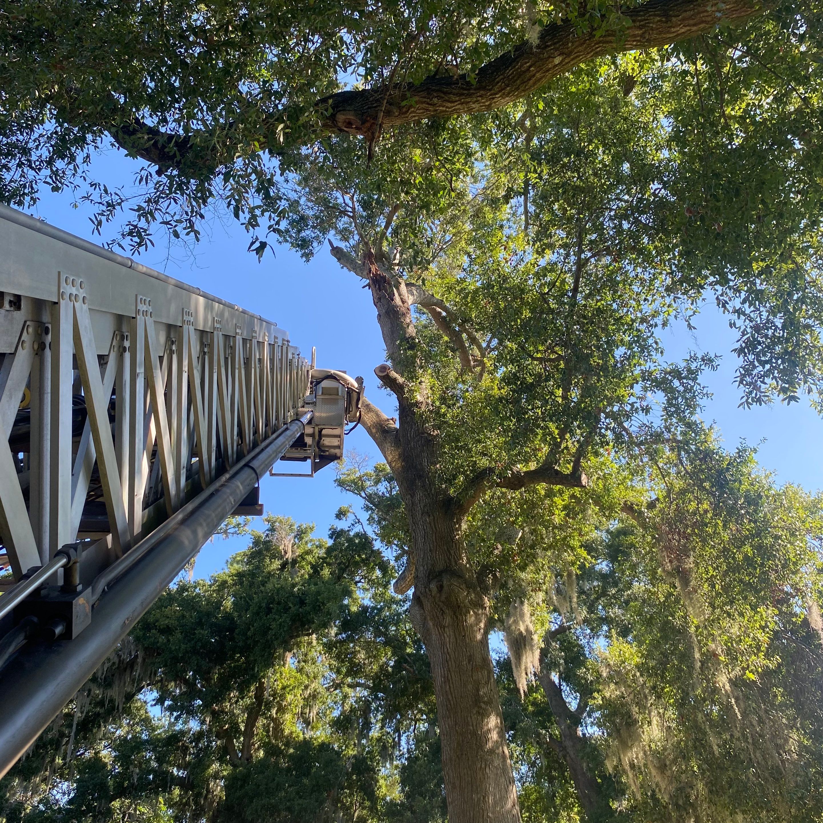 Commercial Property | Clean Up & Tree Removal by ProGreen Services