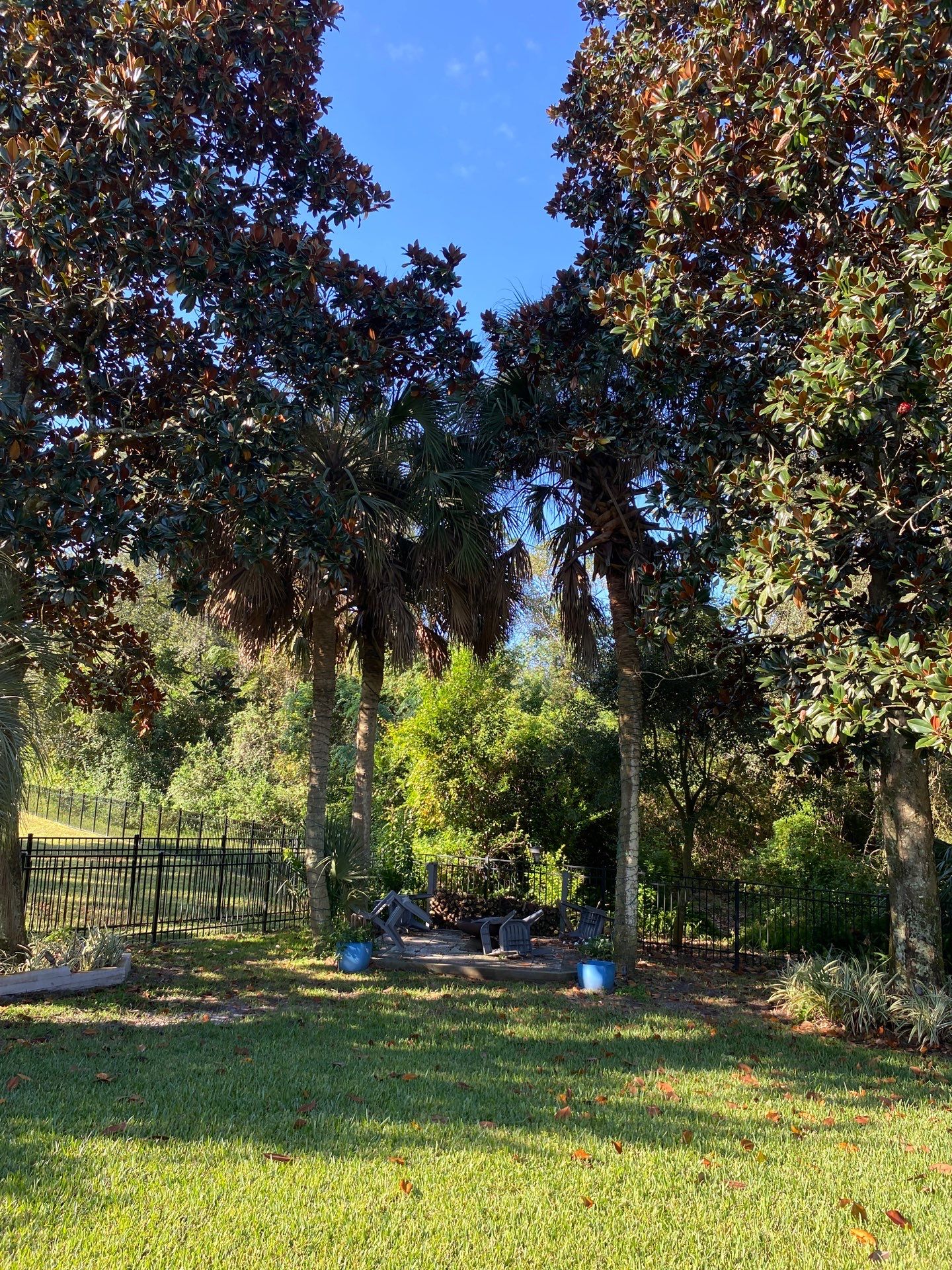 Deerwood Resident | Palm Tree Trimming by ProGreen Services