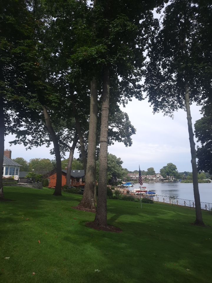 Tree Trimming using Tree Pruing by Mike Jones & Sons Tree Service LLC 