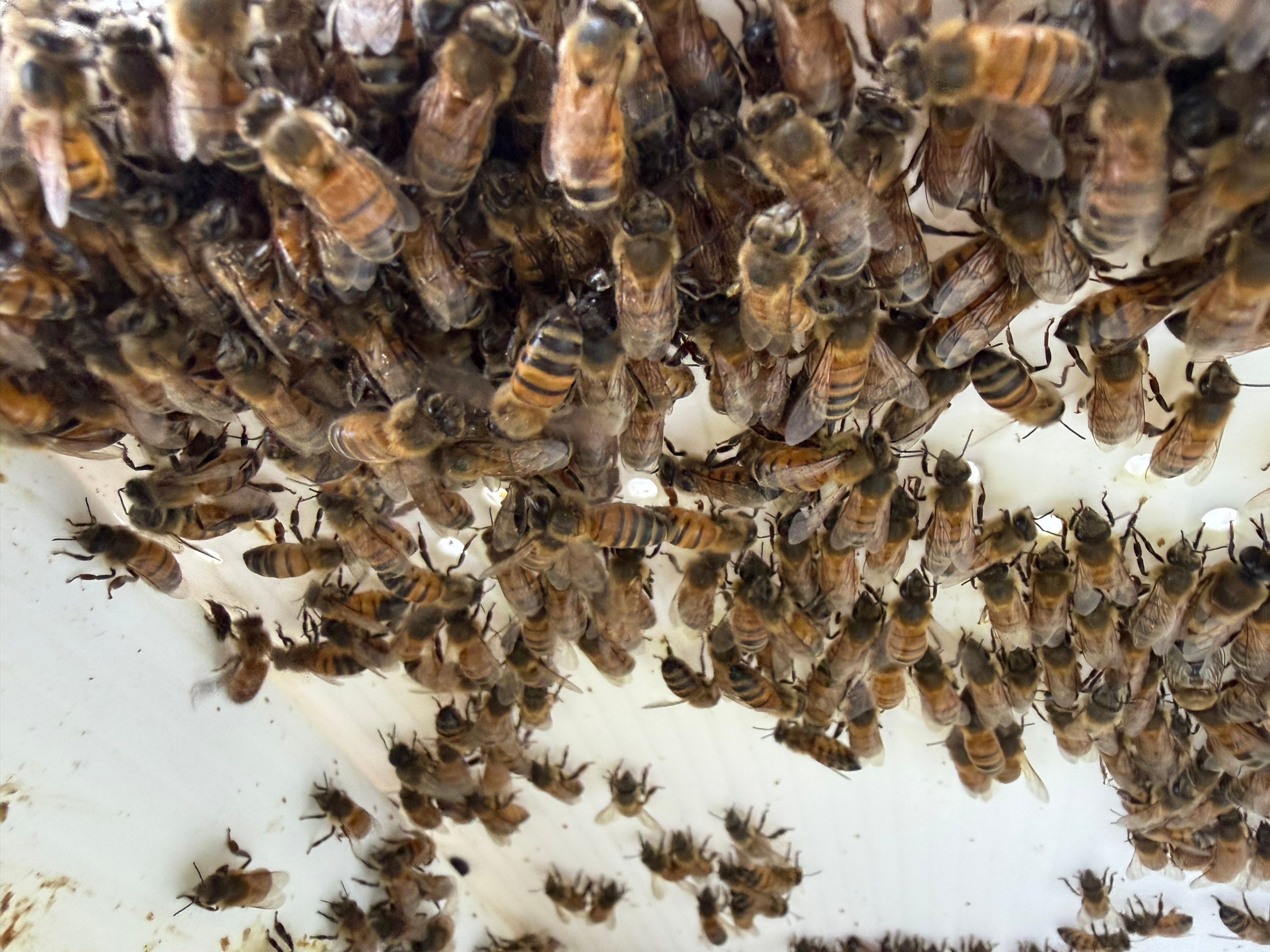 Another Bottoms with Bees by Rockwall Honey Bee Company