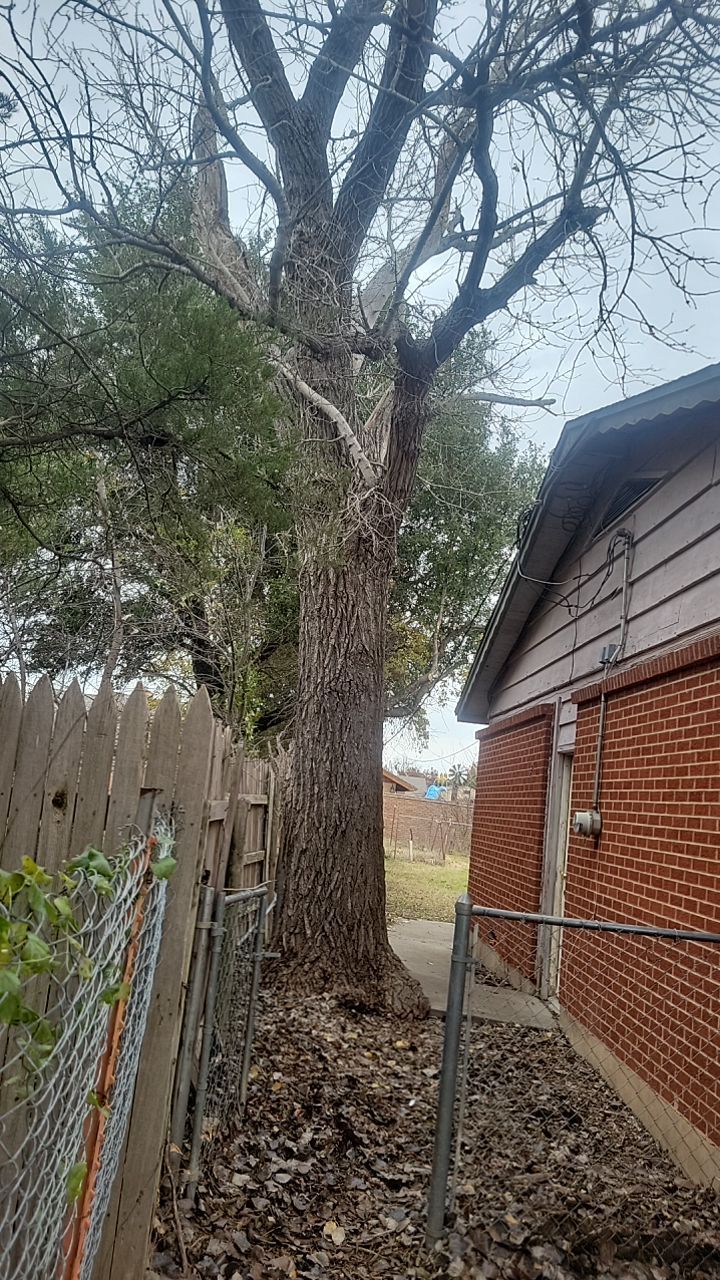Tree Removal using Chainsaws by Clays Services Inc
